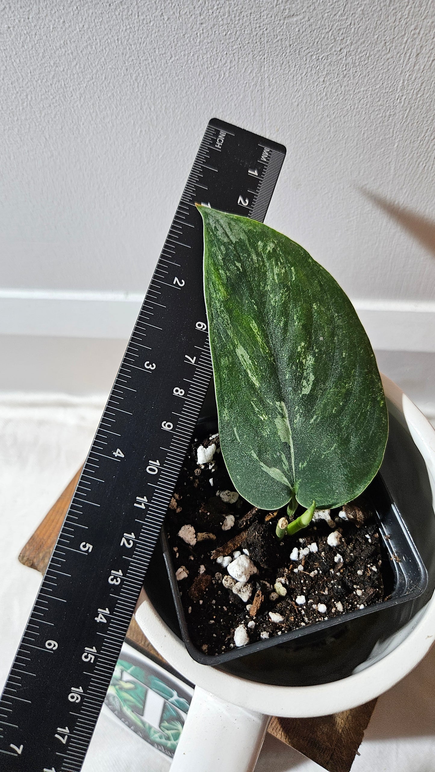 Scindapsus Parahiyangan (SCI-1066)