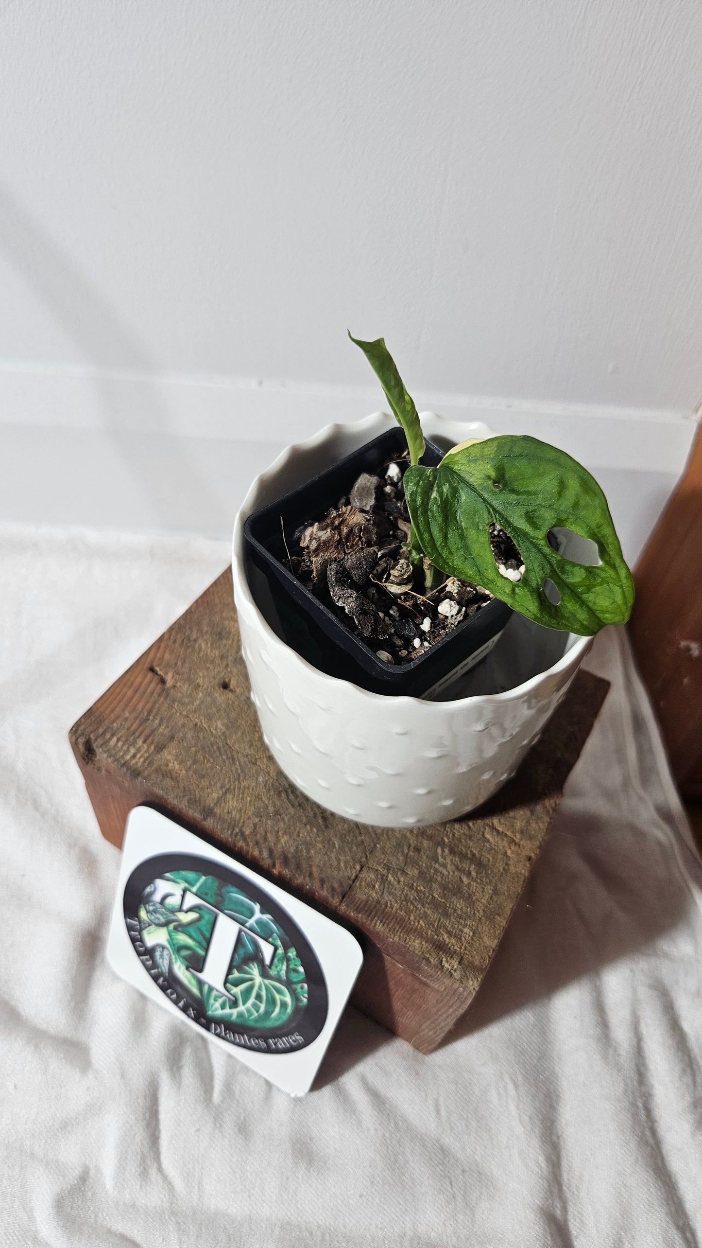 Monstera Andasonii Albo (MON-361)