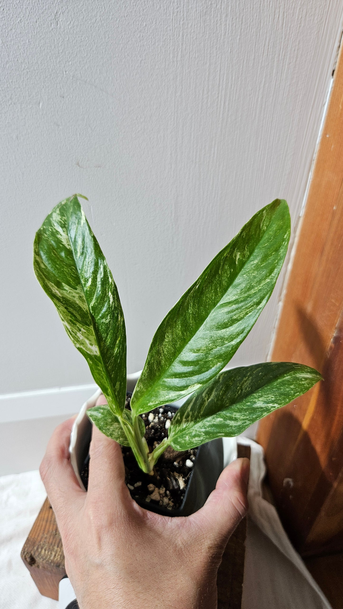 Rhaphidophora Megasperma Variegata (AUT-073)