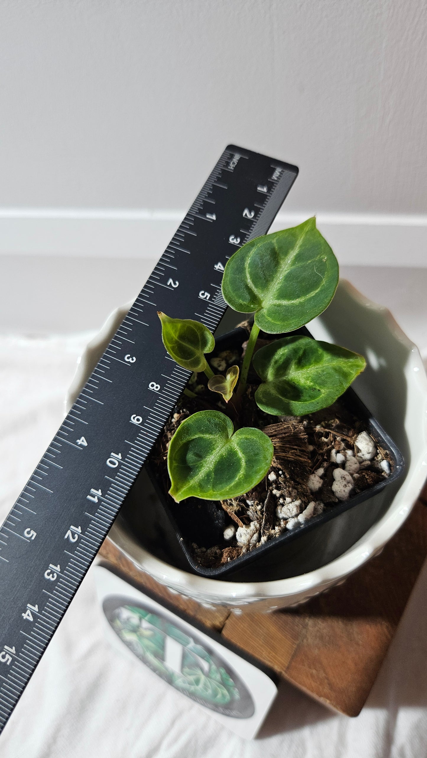 Anthurium Dorayaki Silver "format SEEDLING"( ANT-572)