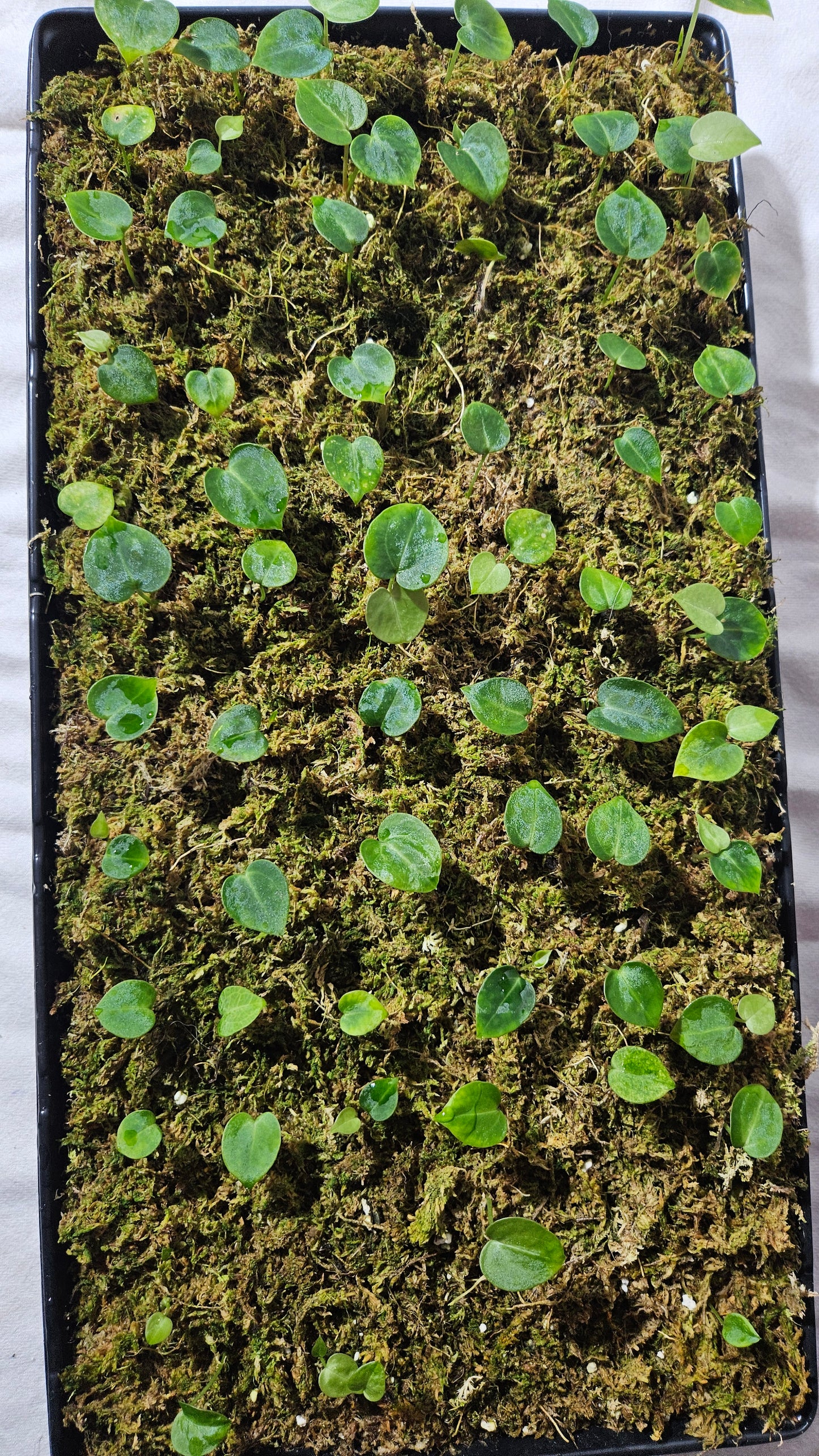 Anthurium Crystallinum Silver "SEEDLING format" (ANT-111)