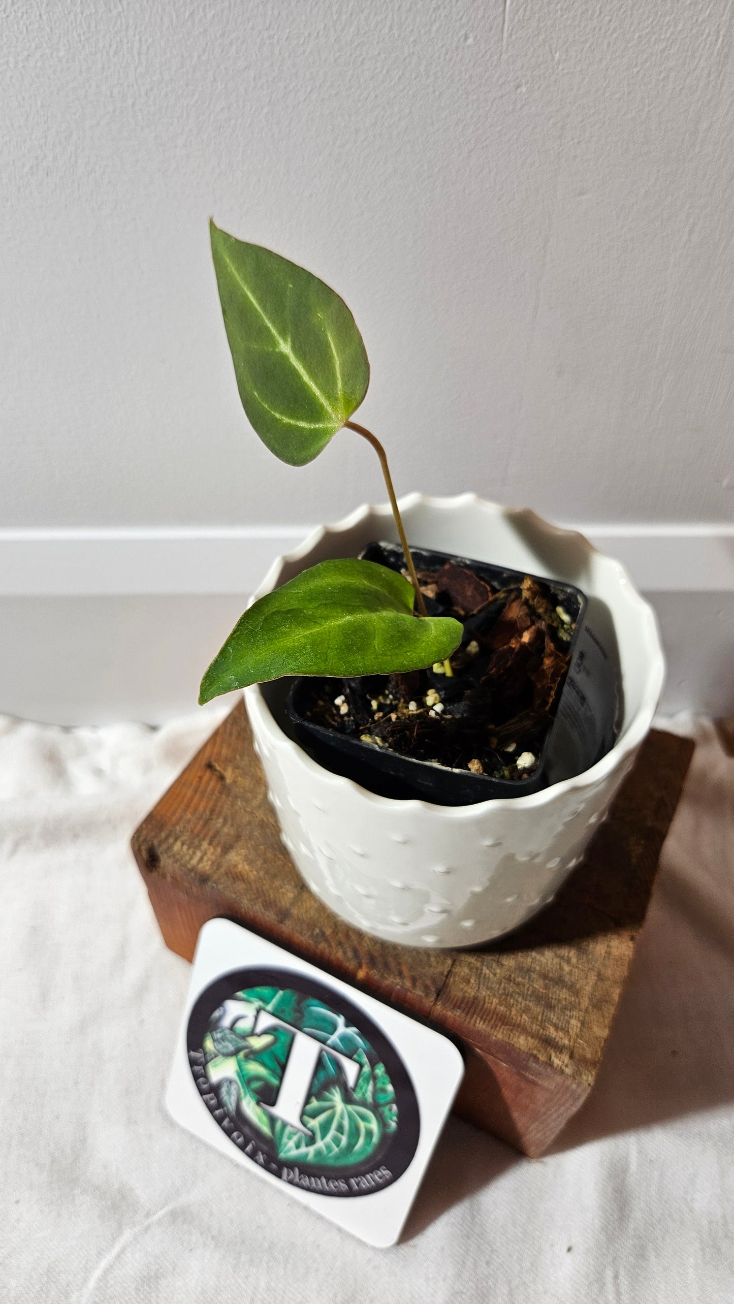 Anthurium Papillilaminum Hybrid "format PETIT" (ANT-509)