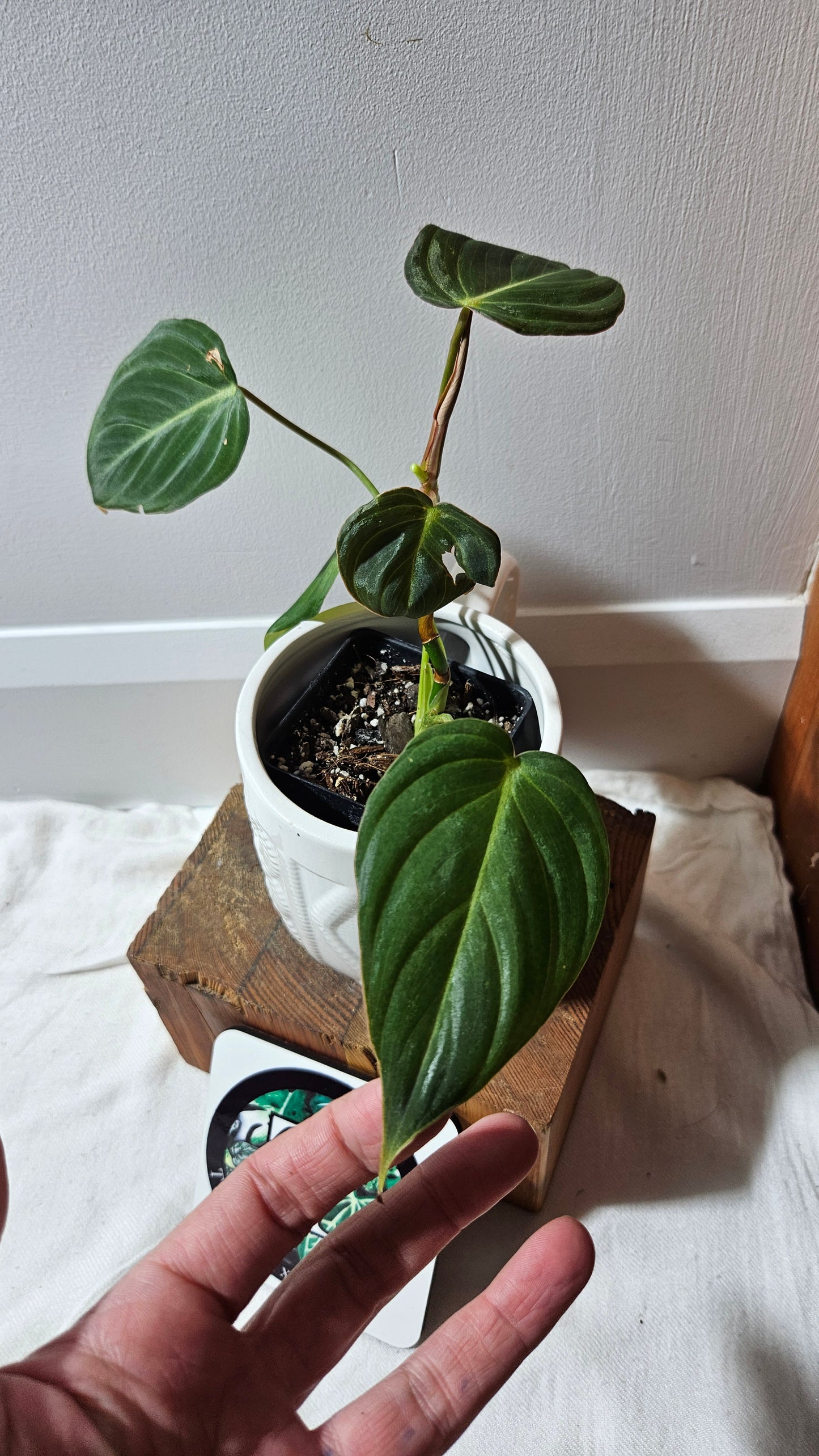 Philodendron Glorious (PHI-901)