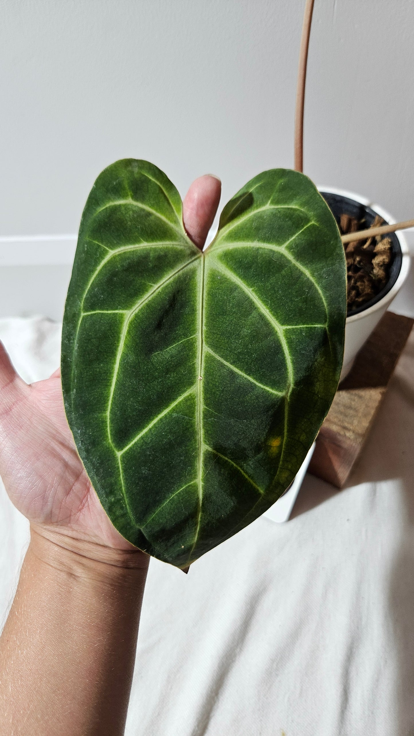 Anthurium Besseae Aff Super Dark "Format MOYEN/LARGE" (ANT-206)