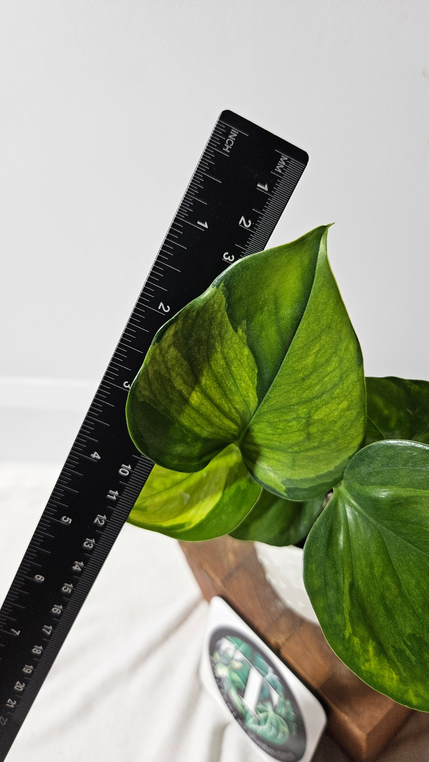 Epipremnum Aureum Manjula yellow/Olivia/Mint (EPI-216)