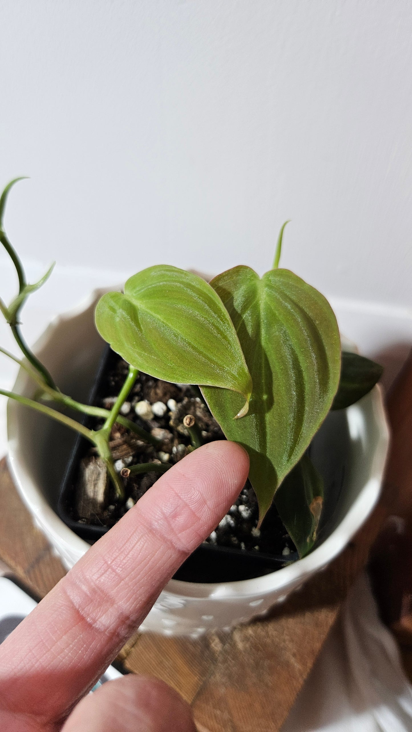 Philodendron Mican Var. REVERT (PHI-844)