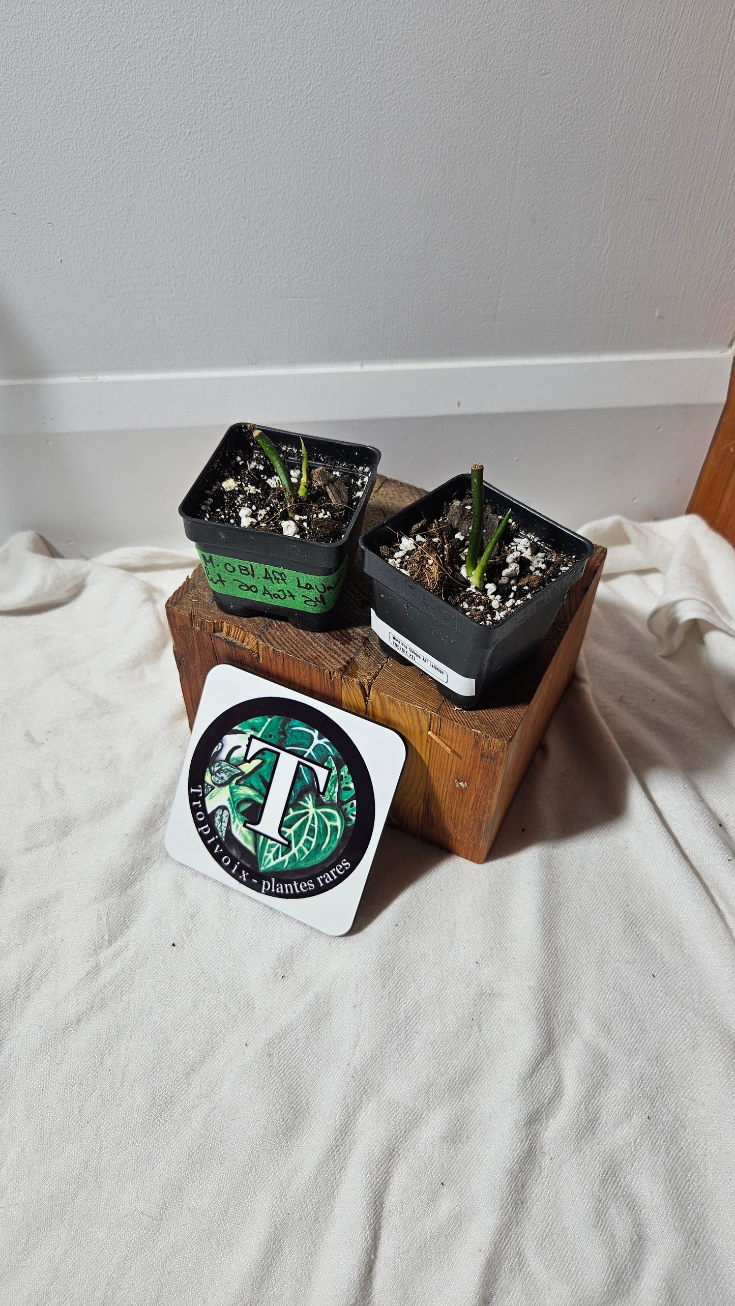 "FREEBIE 232,233" (with purchase of $40 before taxes) Monstera Obliqua Aff LaUnion 1 FREEBIE/PERSON