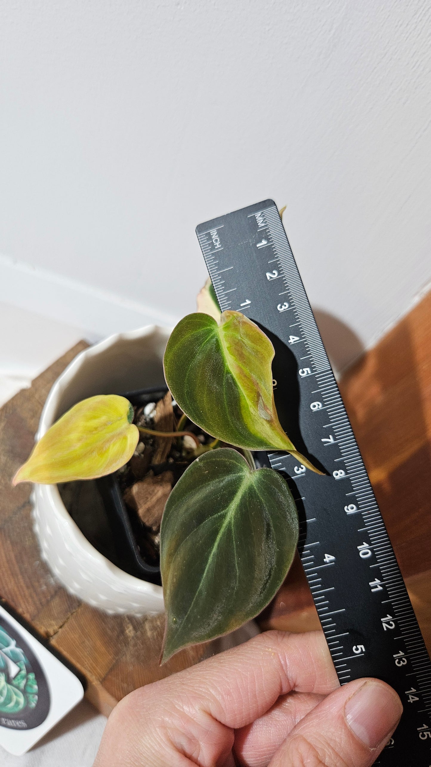 Philodendron Mican Variegata (PHI-842)