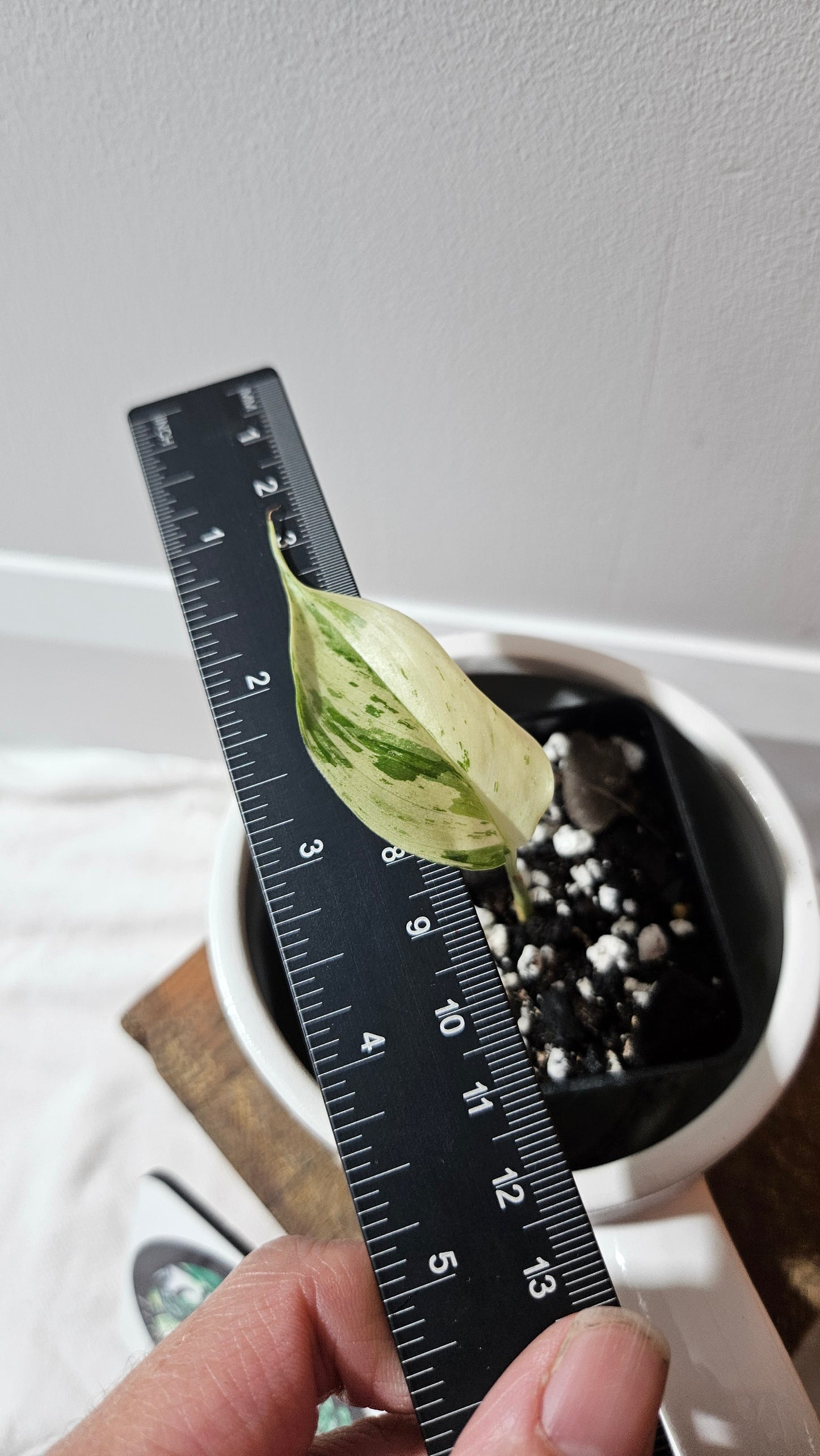 Scindapsus Blue Salaka (SCI-1161)