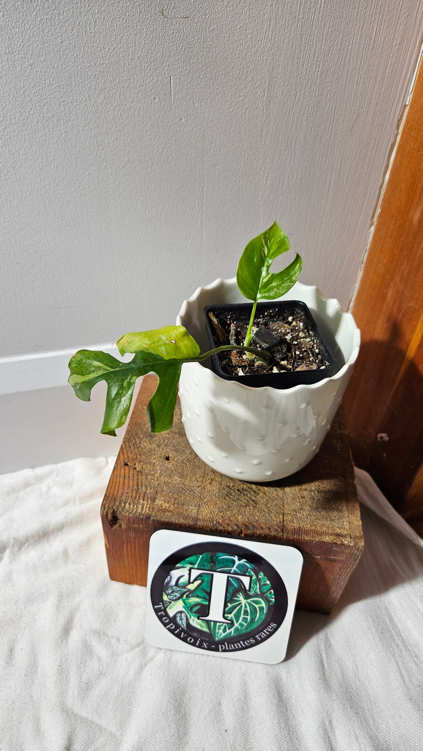 Rhaphidophora Tetrasperma Variegata (AUT-077)