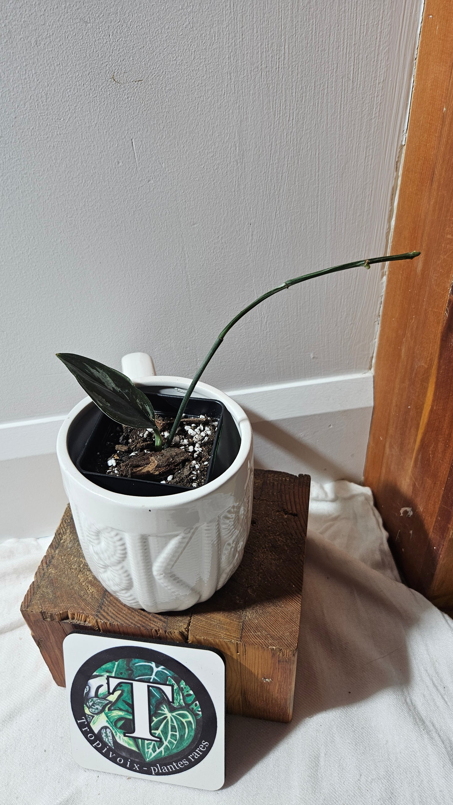 Scindapsus Treubii Dark Form silver (SCI-1195)