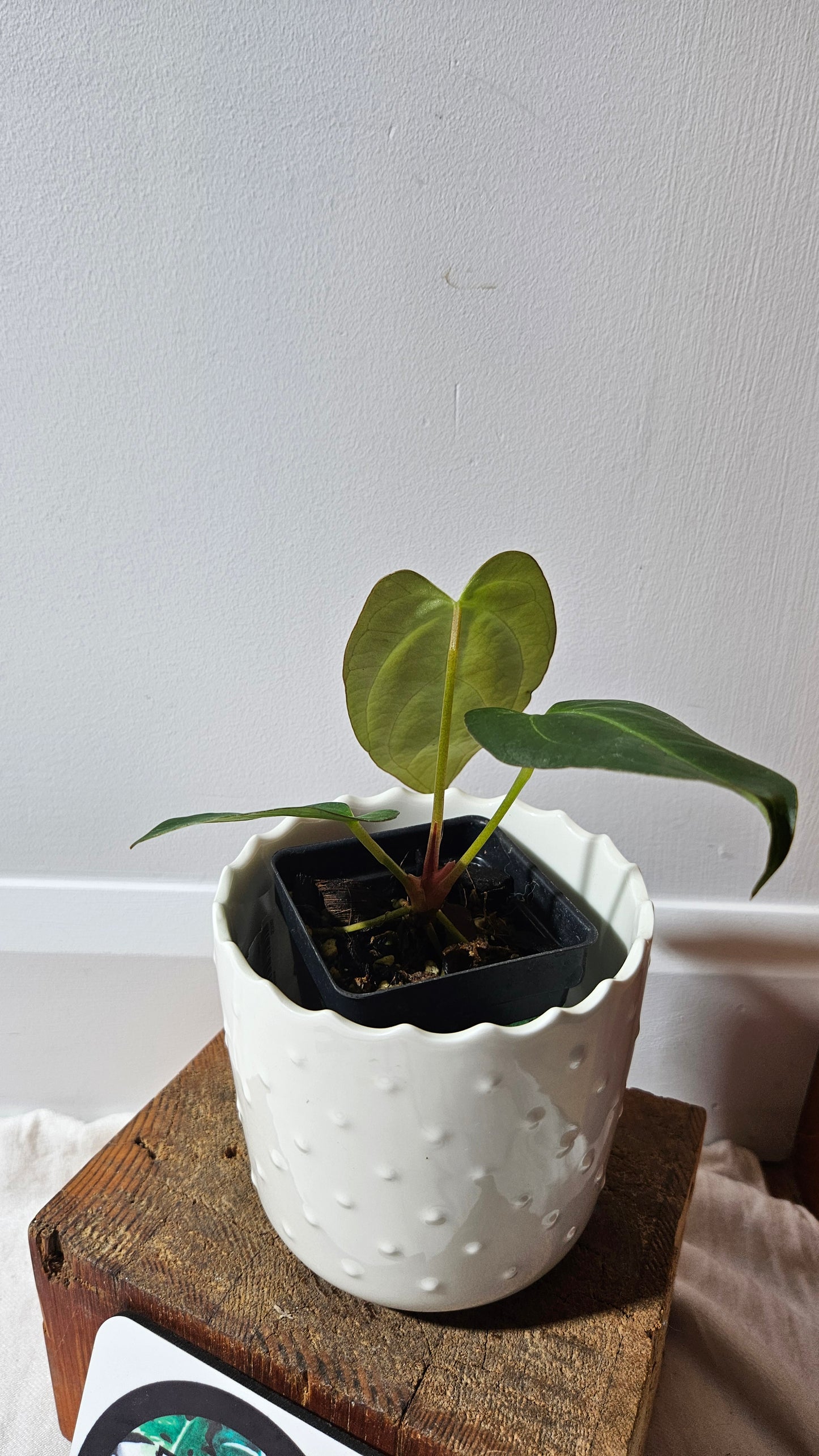 Anthurium Dressleri × Blue Papillilaminum "format MOYEN" (ANT-106)