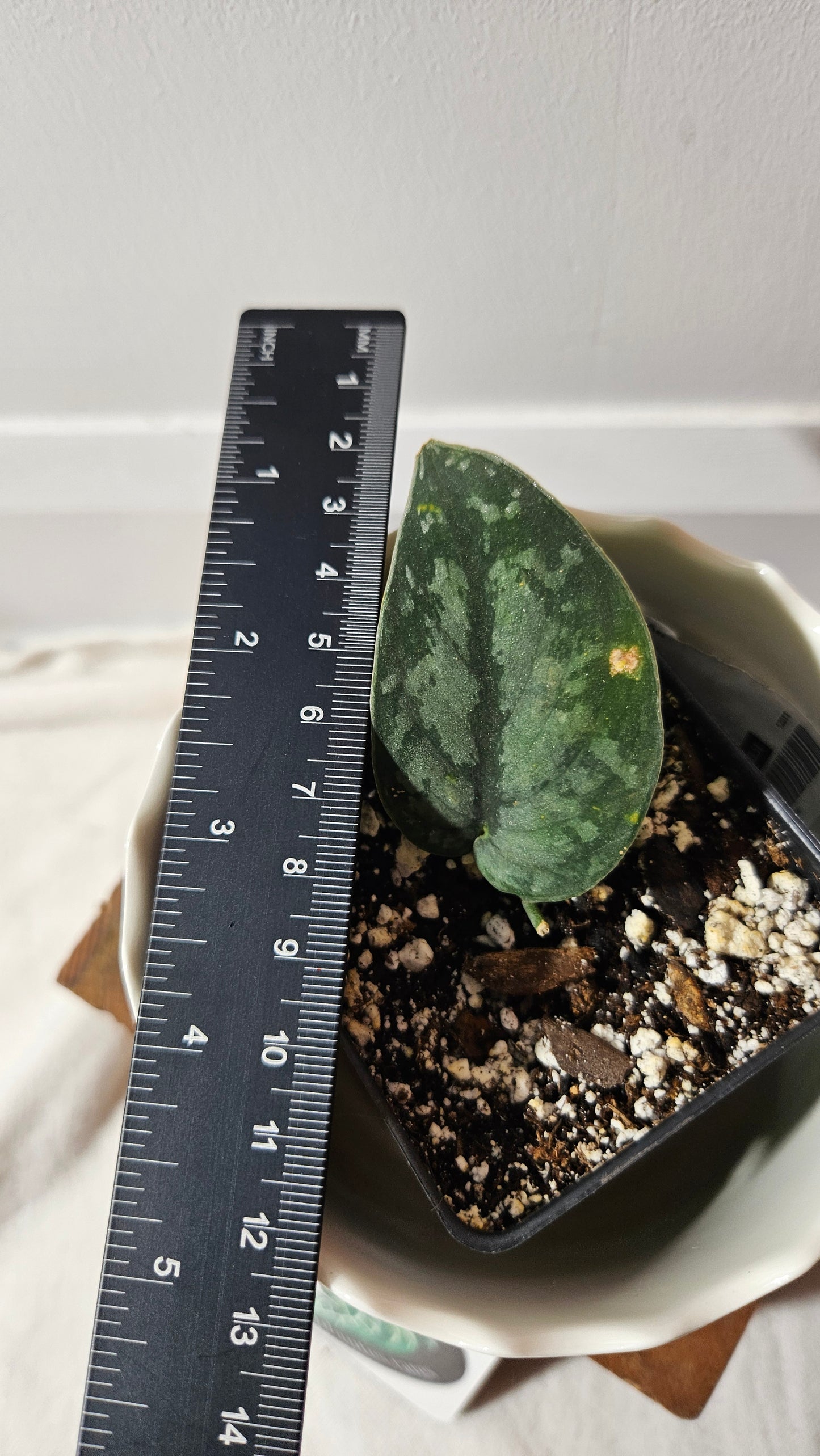 Scindapsus Dark Splash Bornéo (SCI-771)