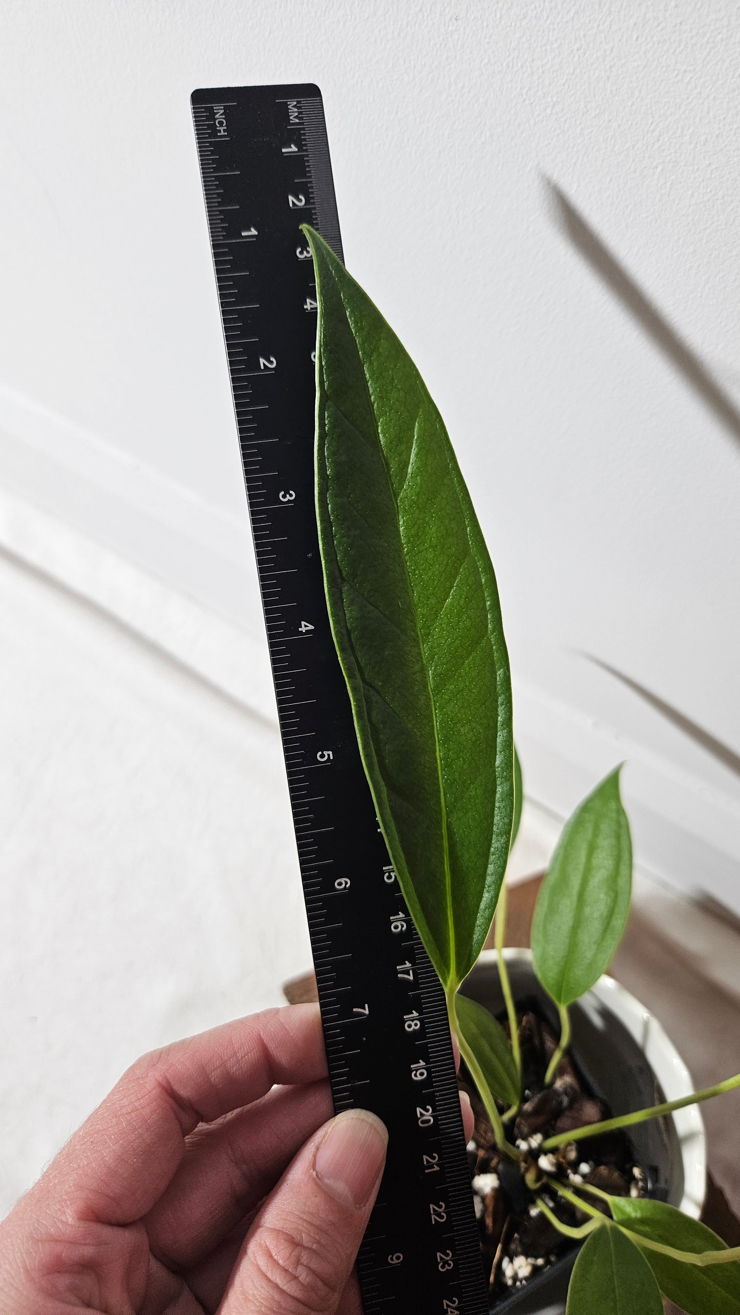 Anthurium Macphersonii "format MOYEN" (ANT-408)