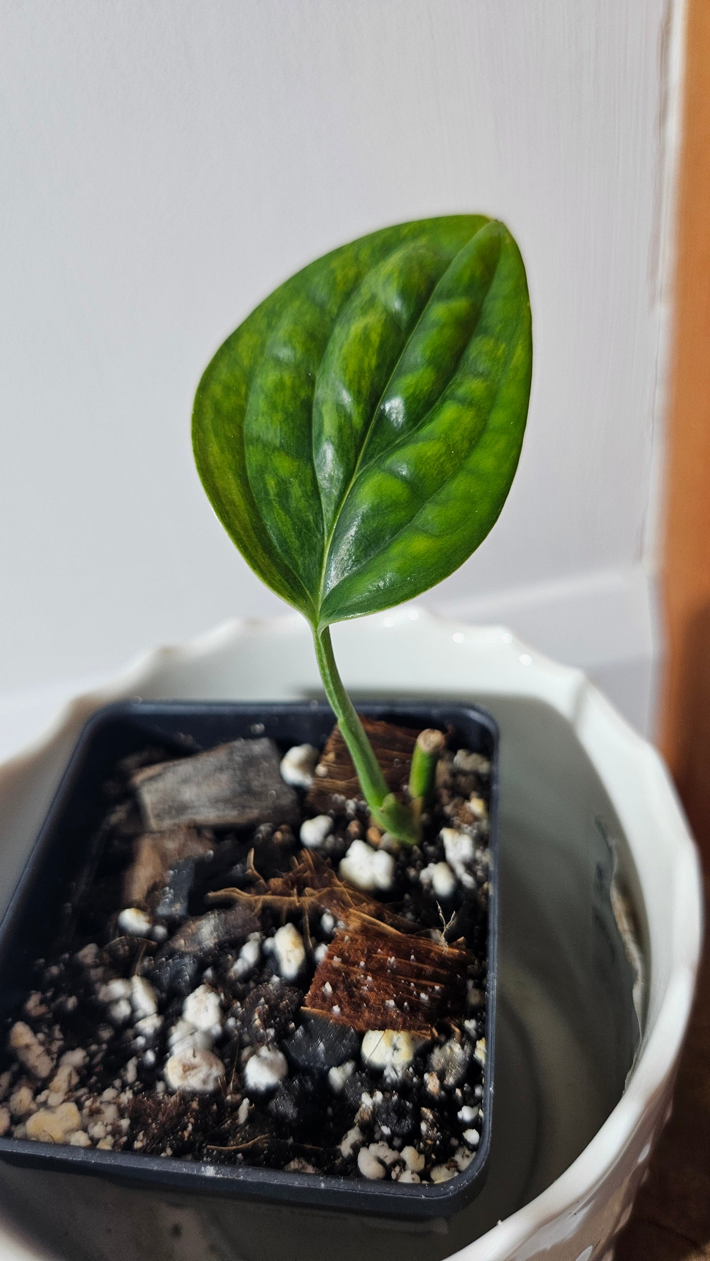 Monstera Karstenianum/Peru Variegata (MON-402)