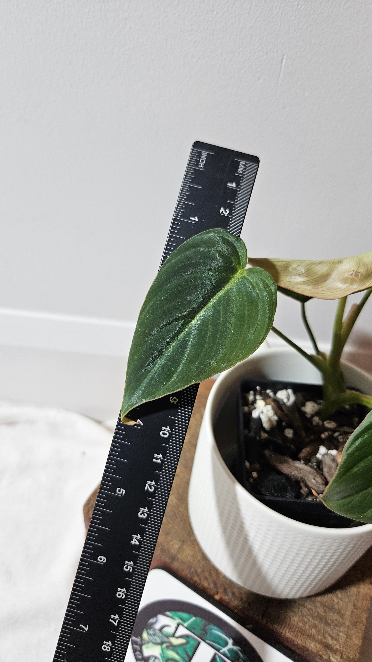 Philodendron Glorious (PHI-949)