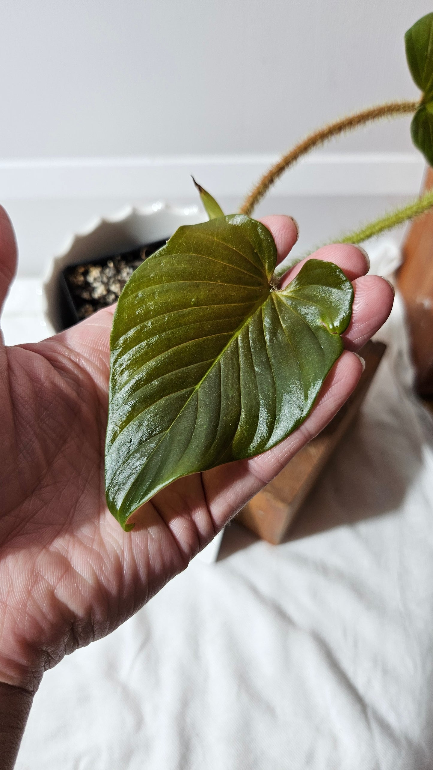 Philodendron Serpens (PHI-810)