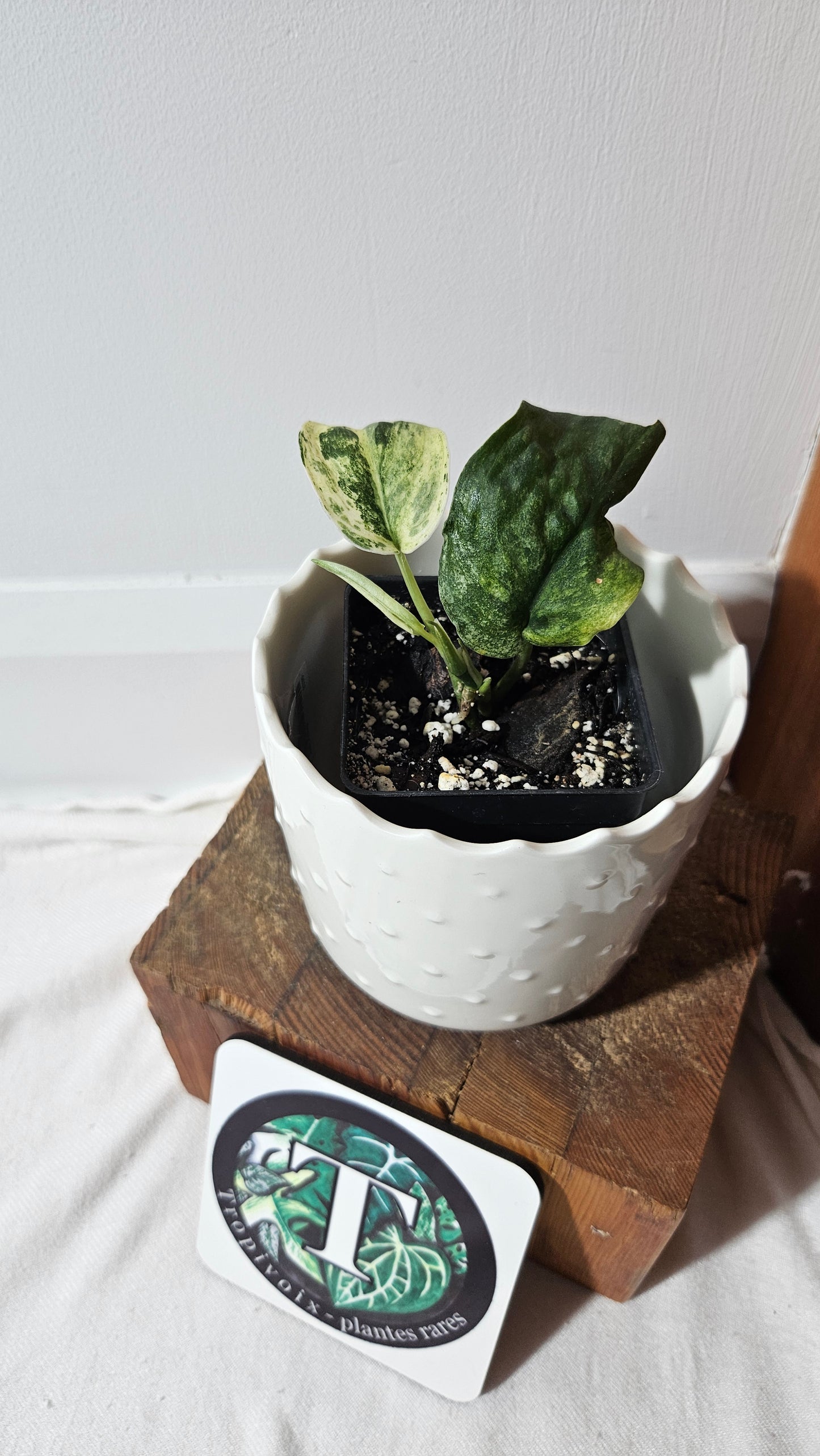 Scindapsus Dark Splash Variegata (SCI-1038)
