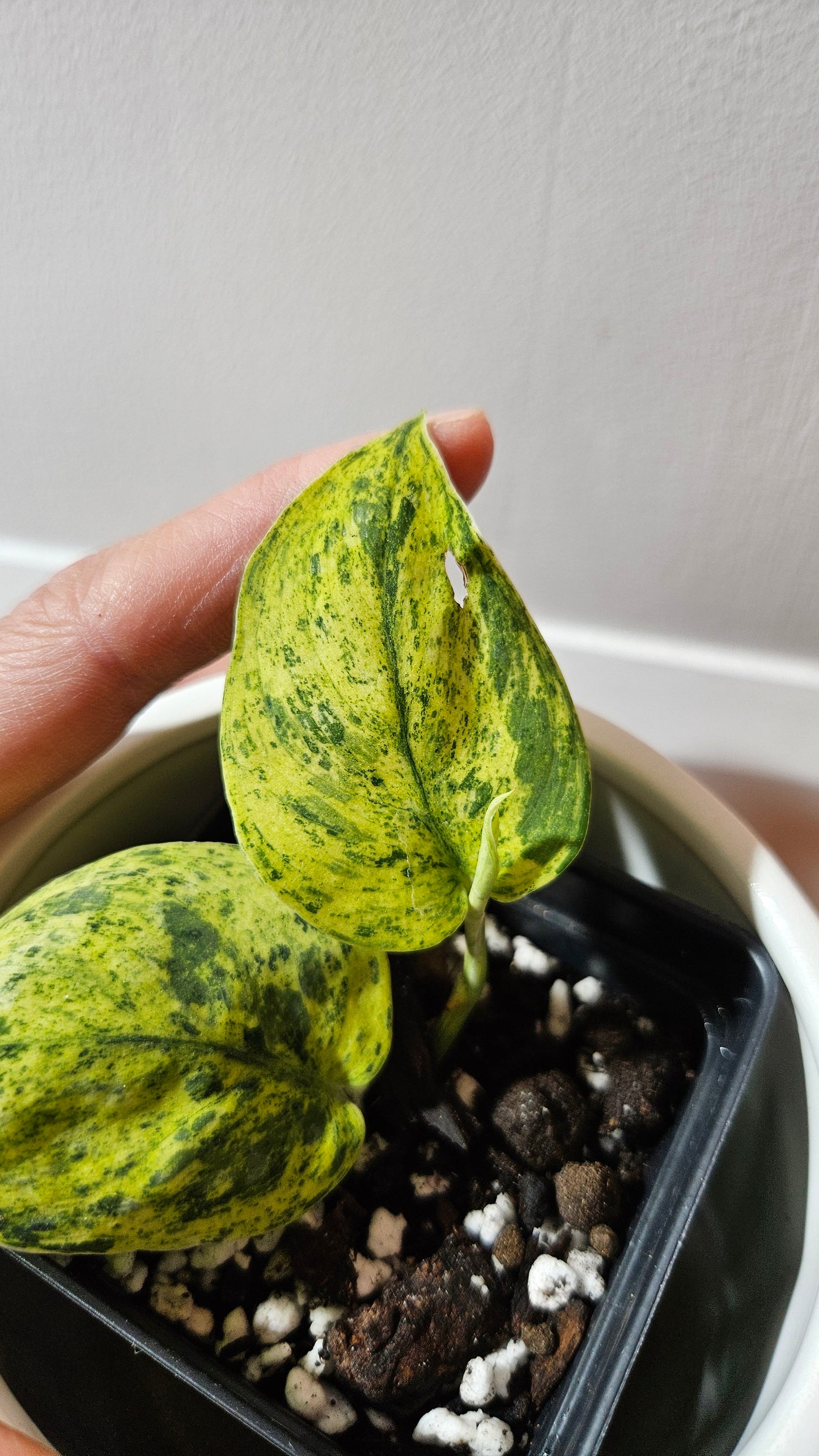 Scindapsus Silver Cloud variegata (SCI-1087)