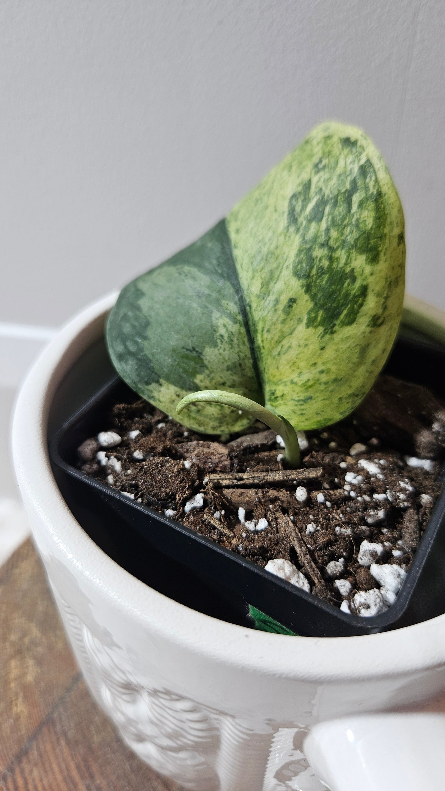 Scindapsus Silver Splash kiara (SCI-1192)