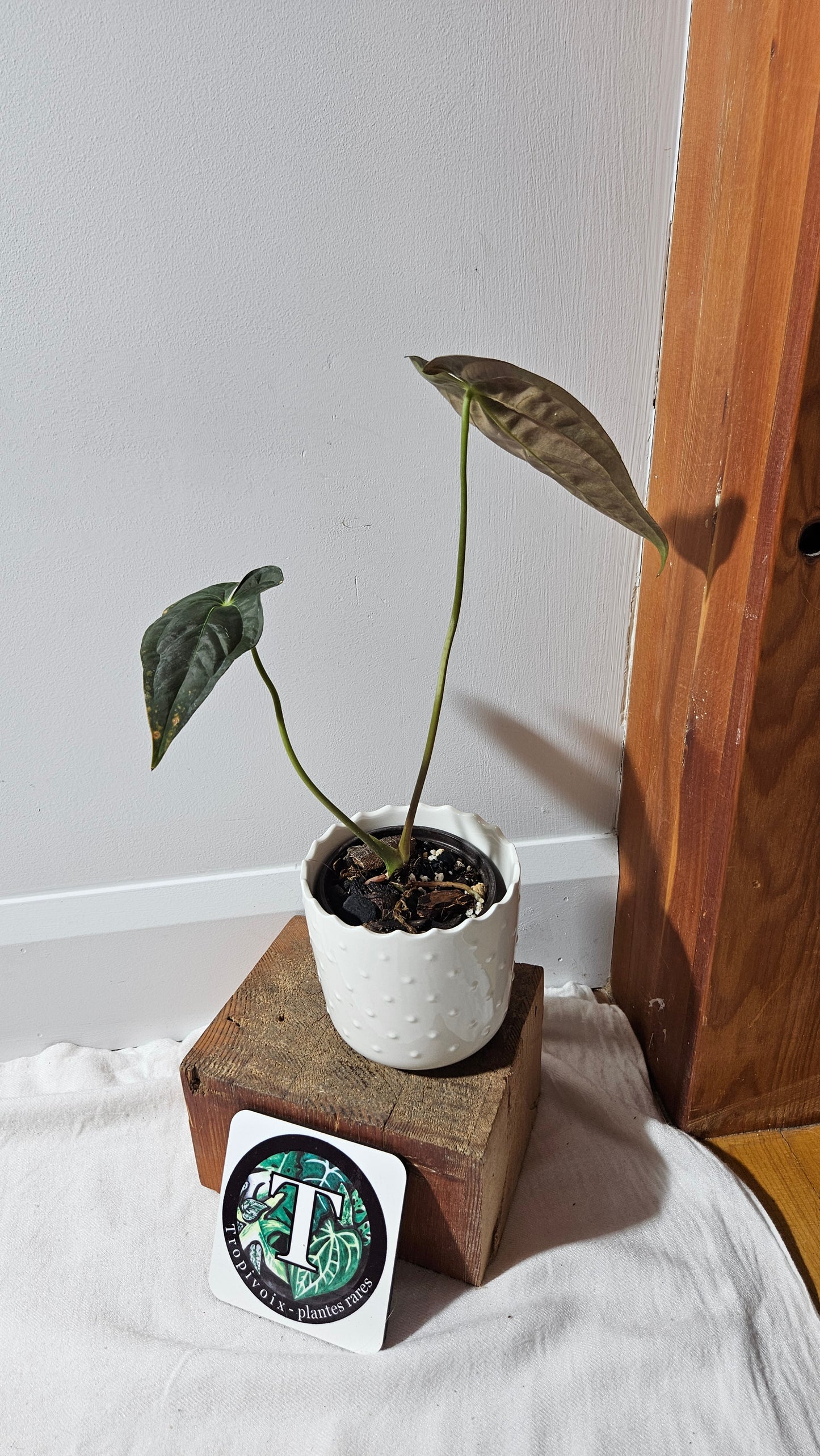 Anthurium Papillilaminum Toucan(d'équateur) "format MOYEN" (ANT-507)