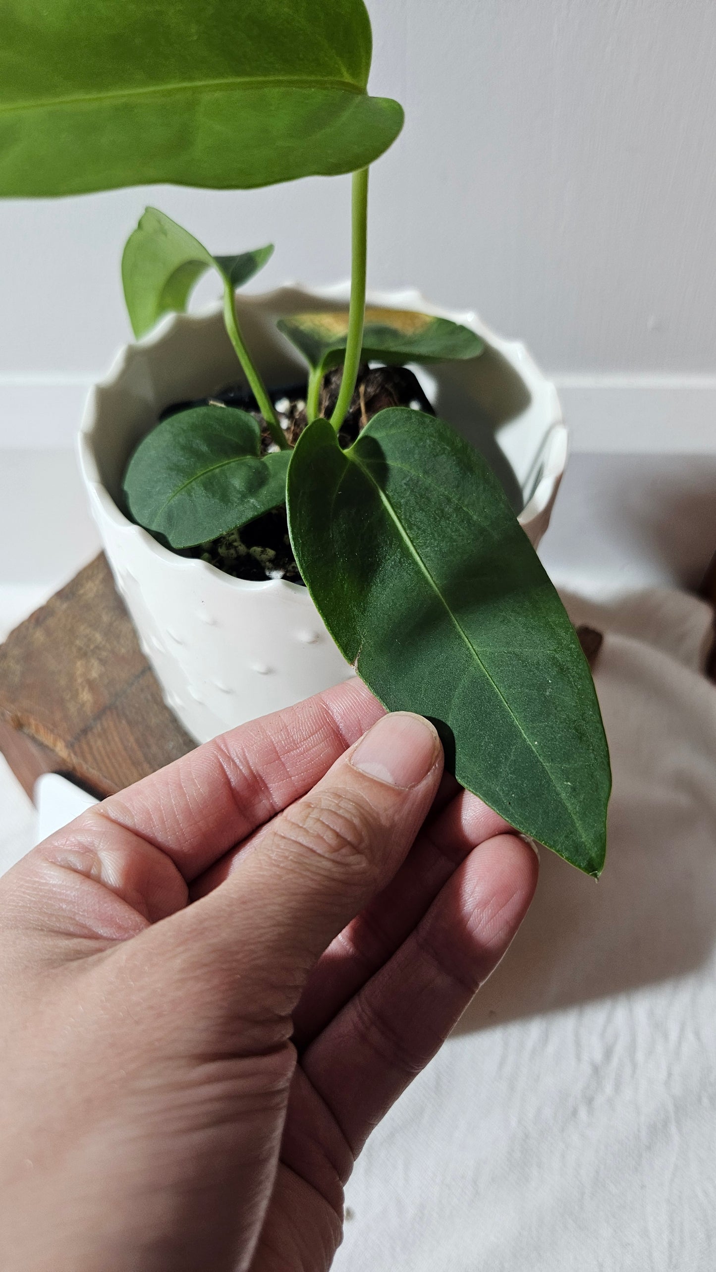 Anthurium Villenaorum X Morona "format MOYEN"(ANT-432)