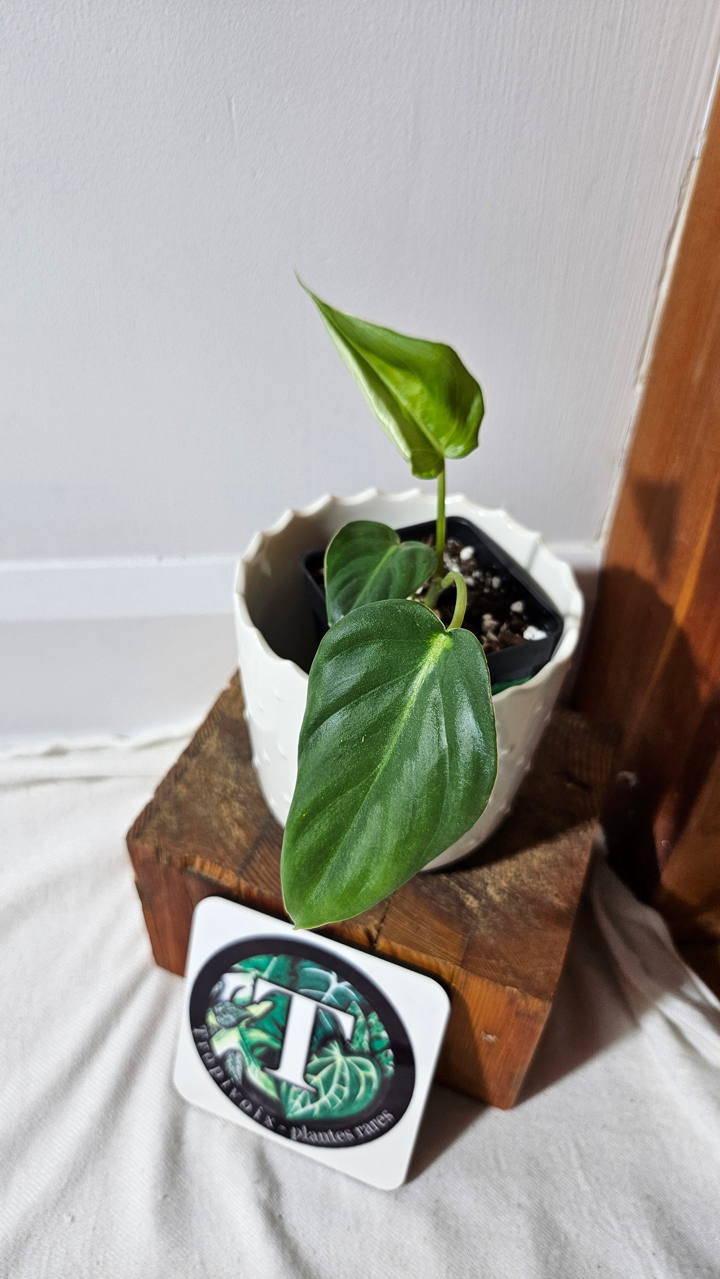 Philodendron Pastazanum (PHI-824)