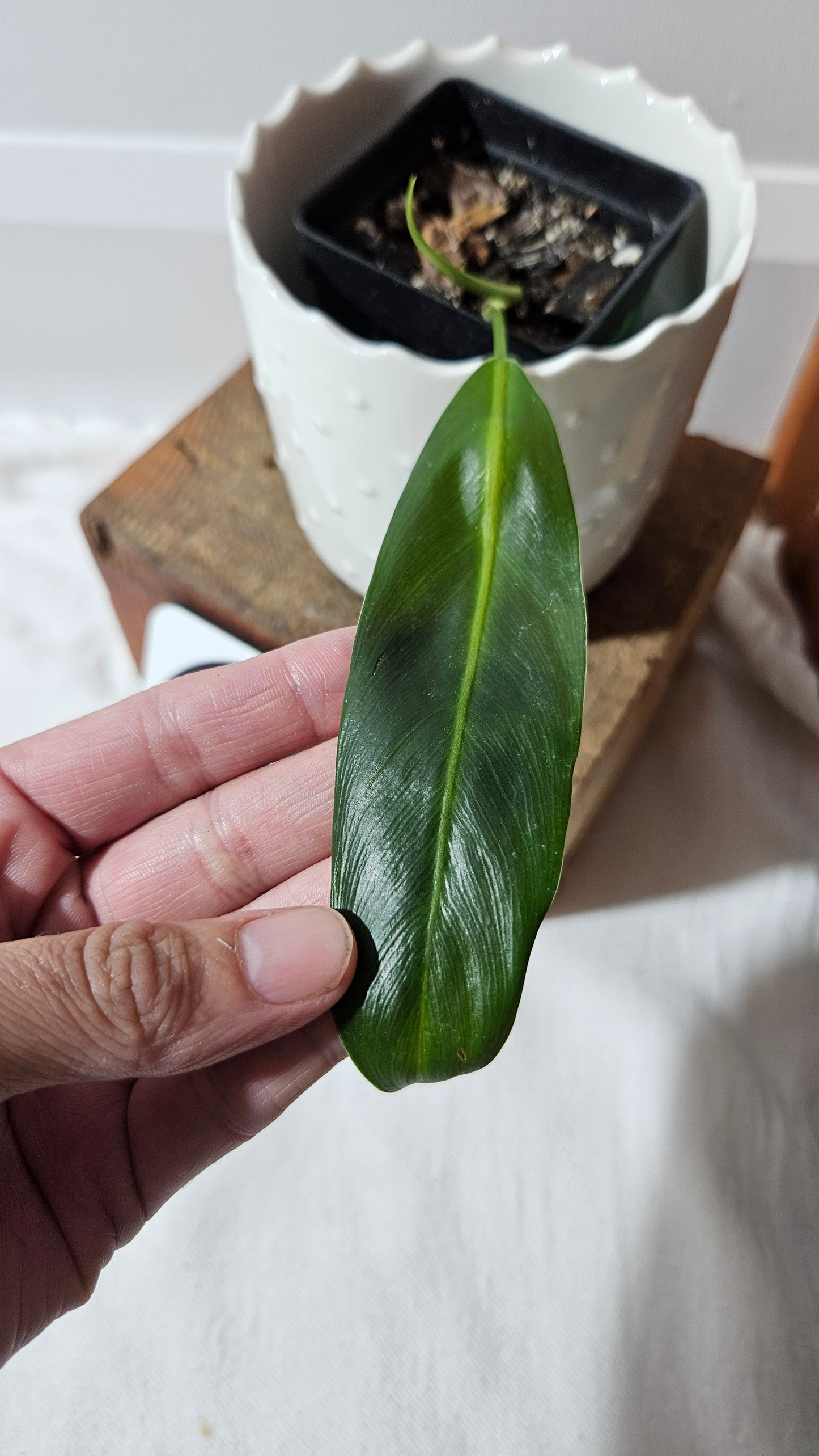 Philodendron Patriciae Narrow (PHI-921)