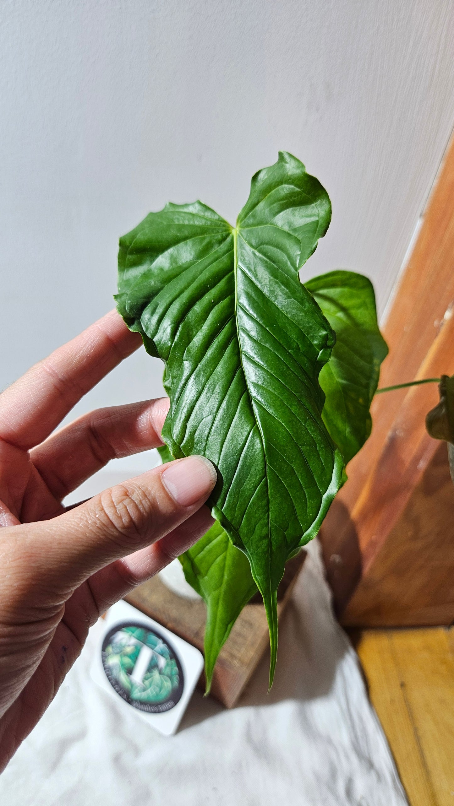 Anthurium Urbanii "Format LARGE" (ANT-442)