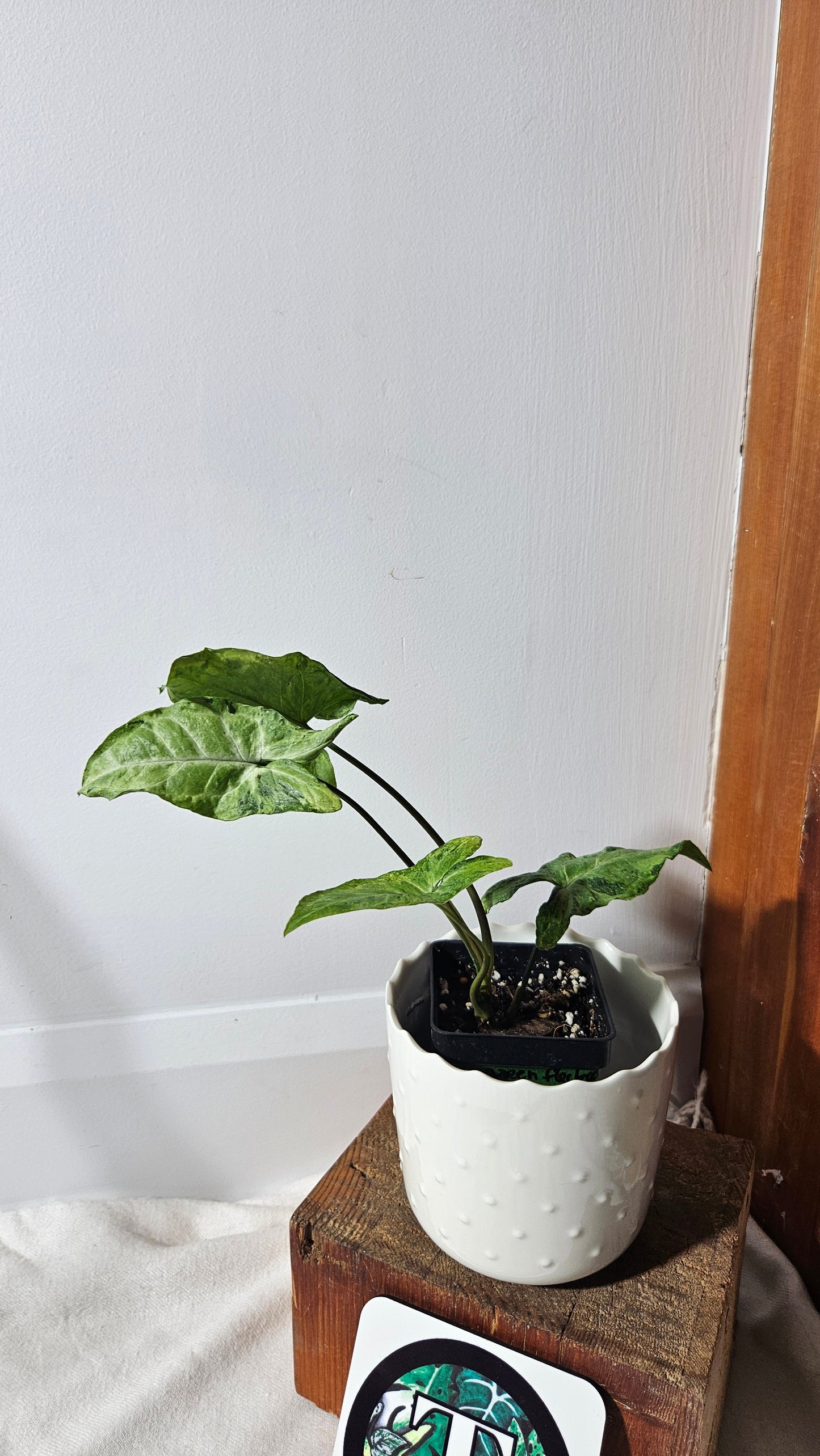 Syngonium Green Flecked (SYN-262)