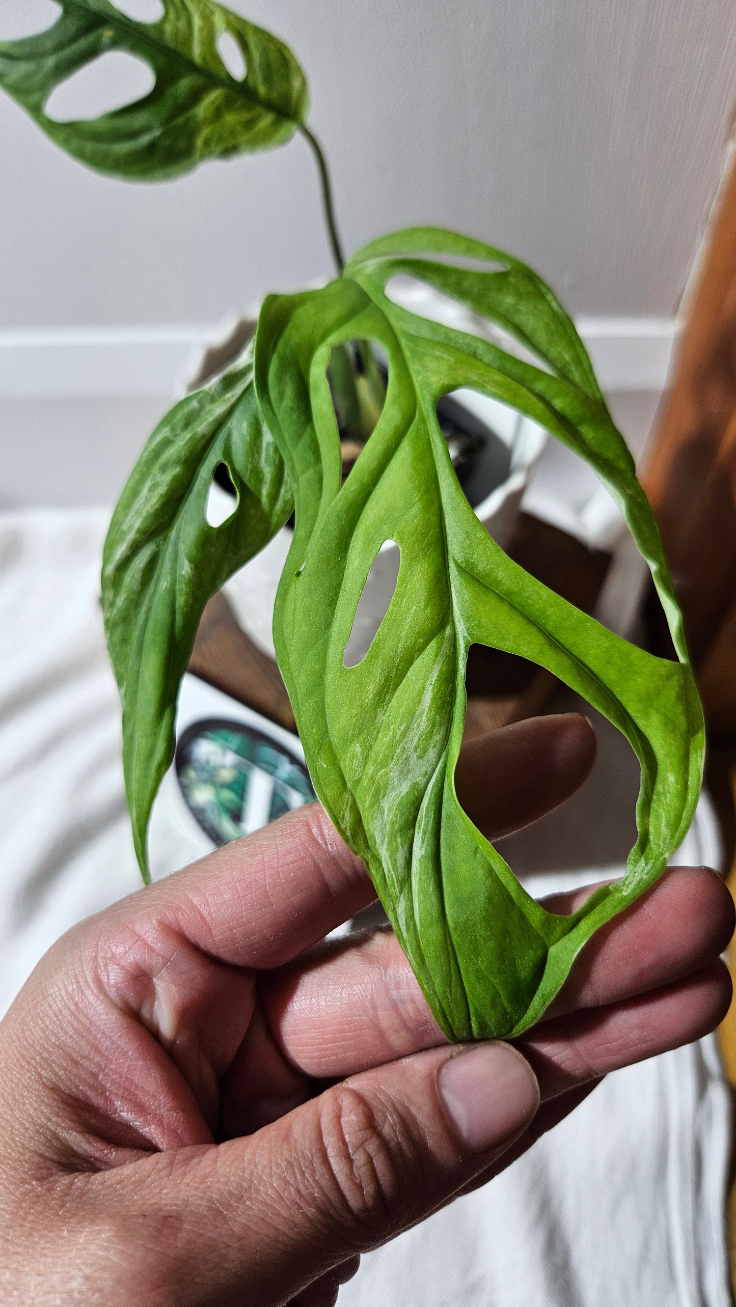 Monstera Andasonii Mint/Indo (MON-422)