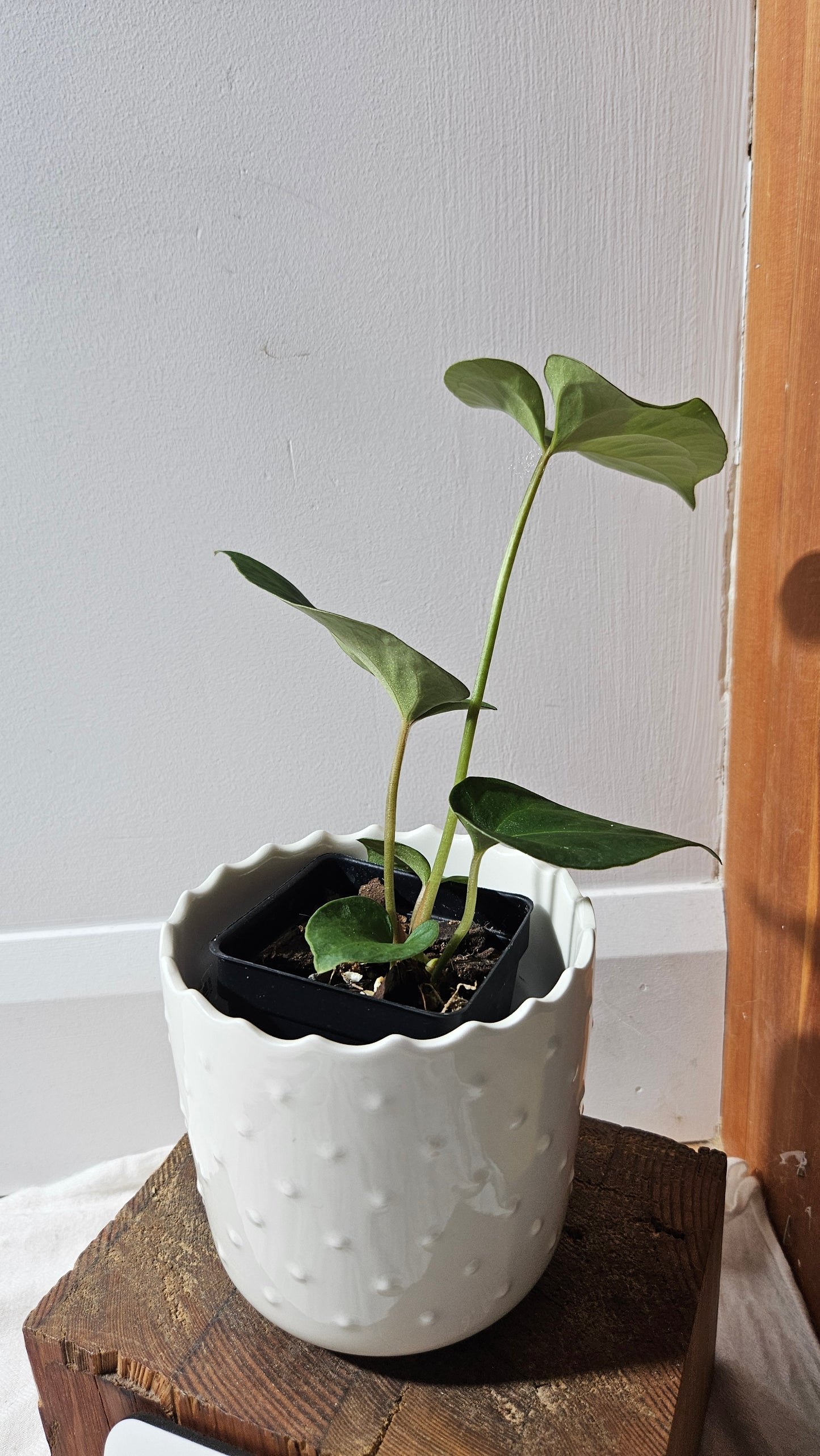 Anthurium Besseae Blue Special Aff "Format MOYEN" (ANT-614)