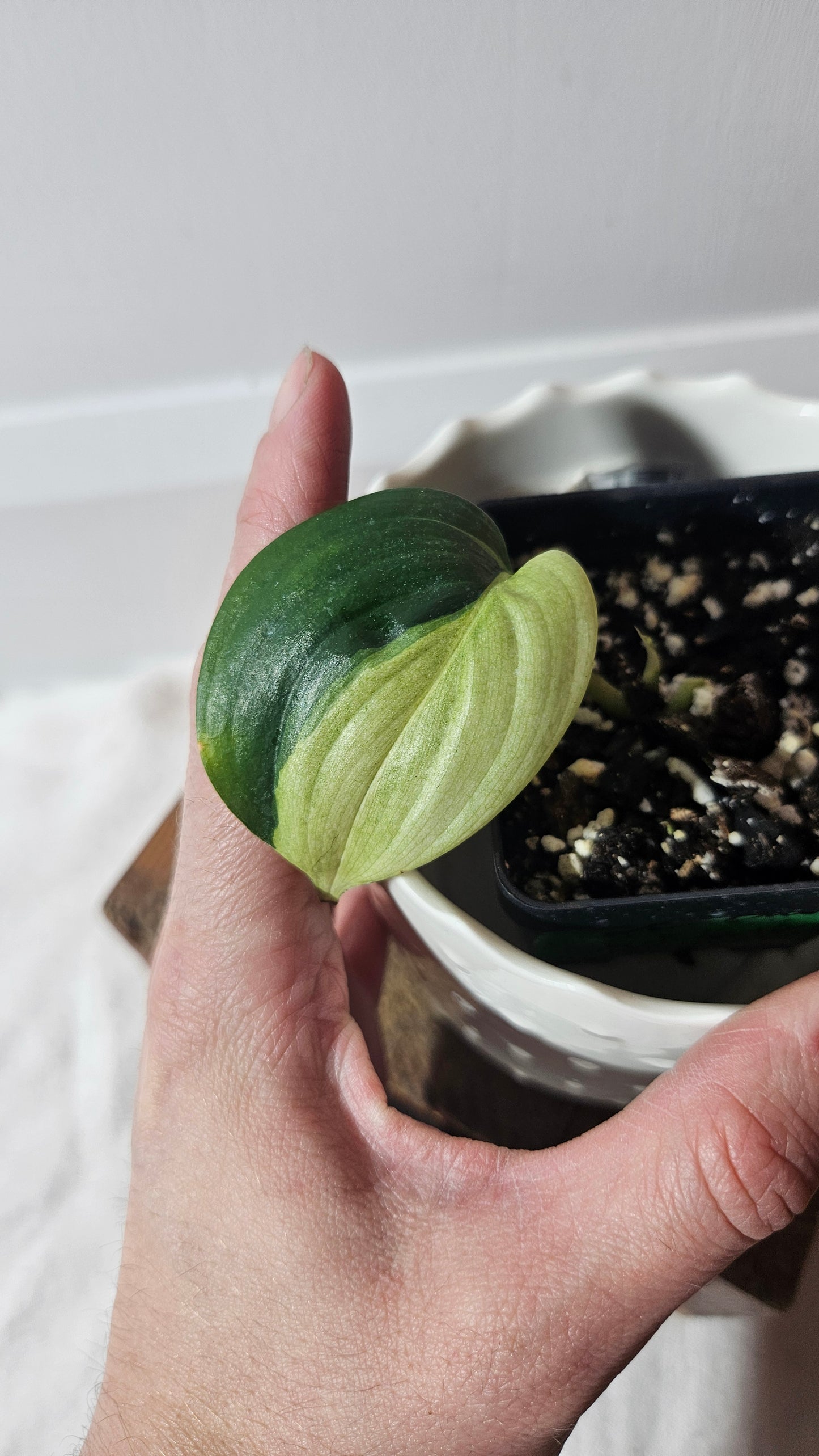 Scindapsus Blue Albo (SCI-947)