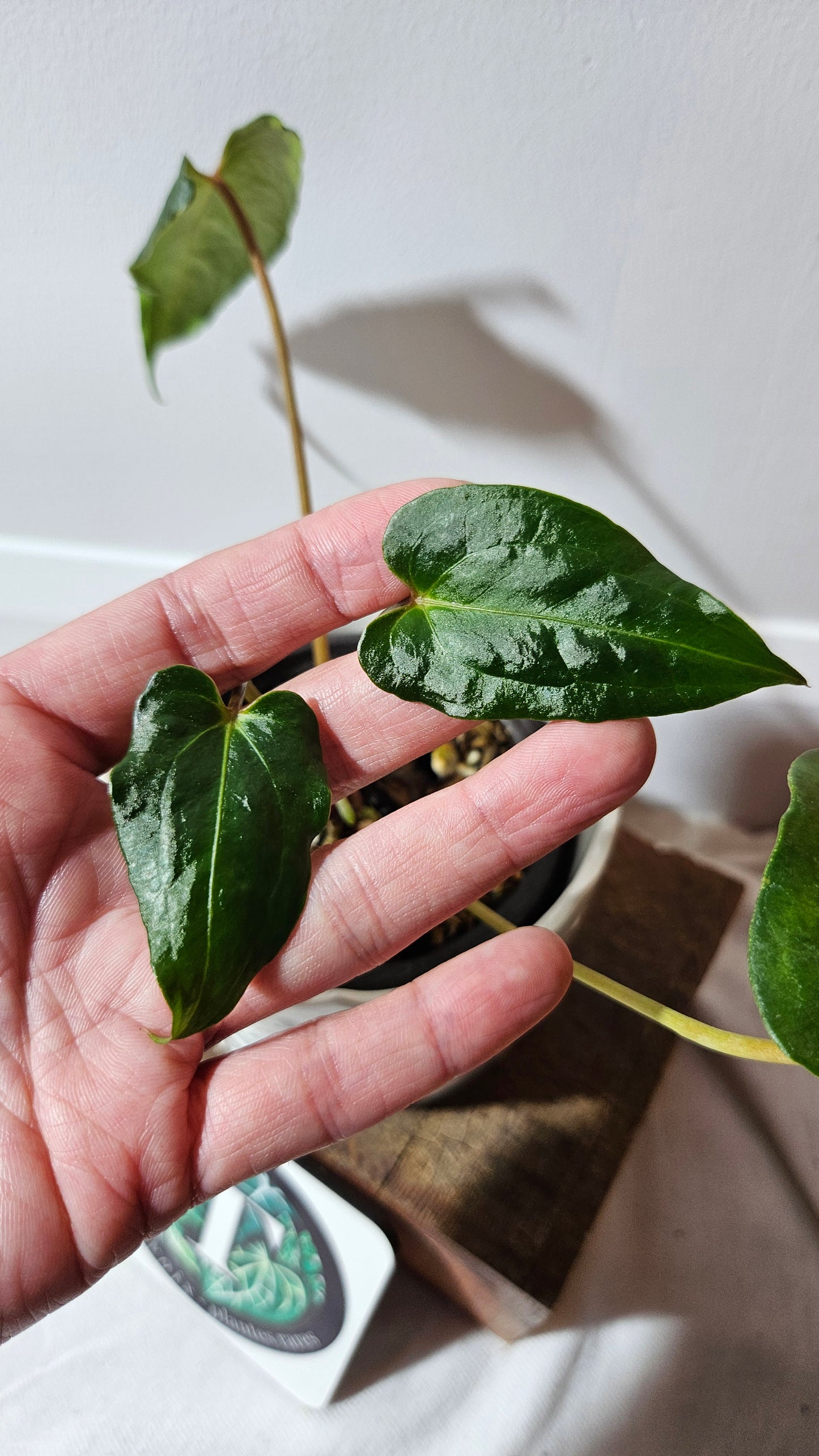 Anthurium Blue Ocean (Blue Papi X AOS) "format MOYEN" (ANT-316)