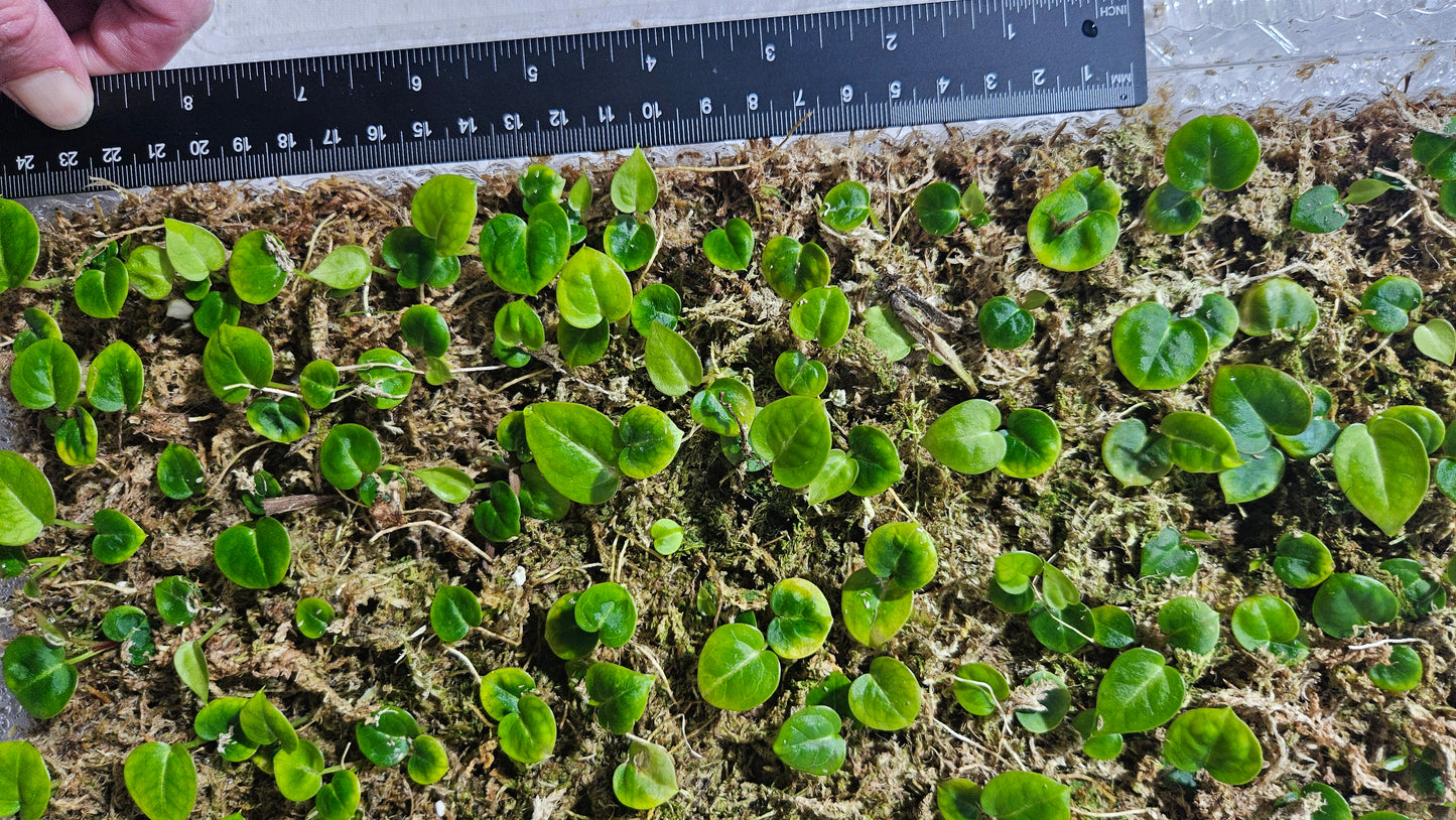 Anthurium Domino "format SEEDLING"