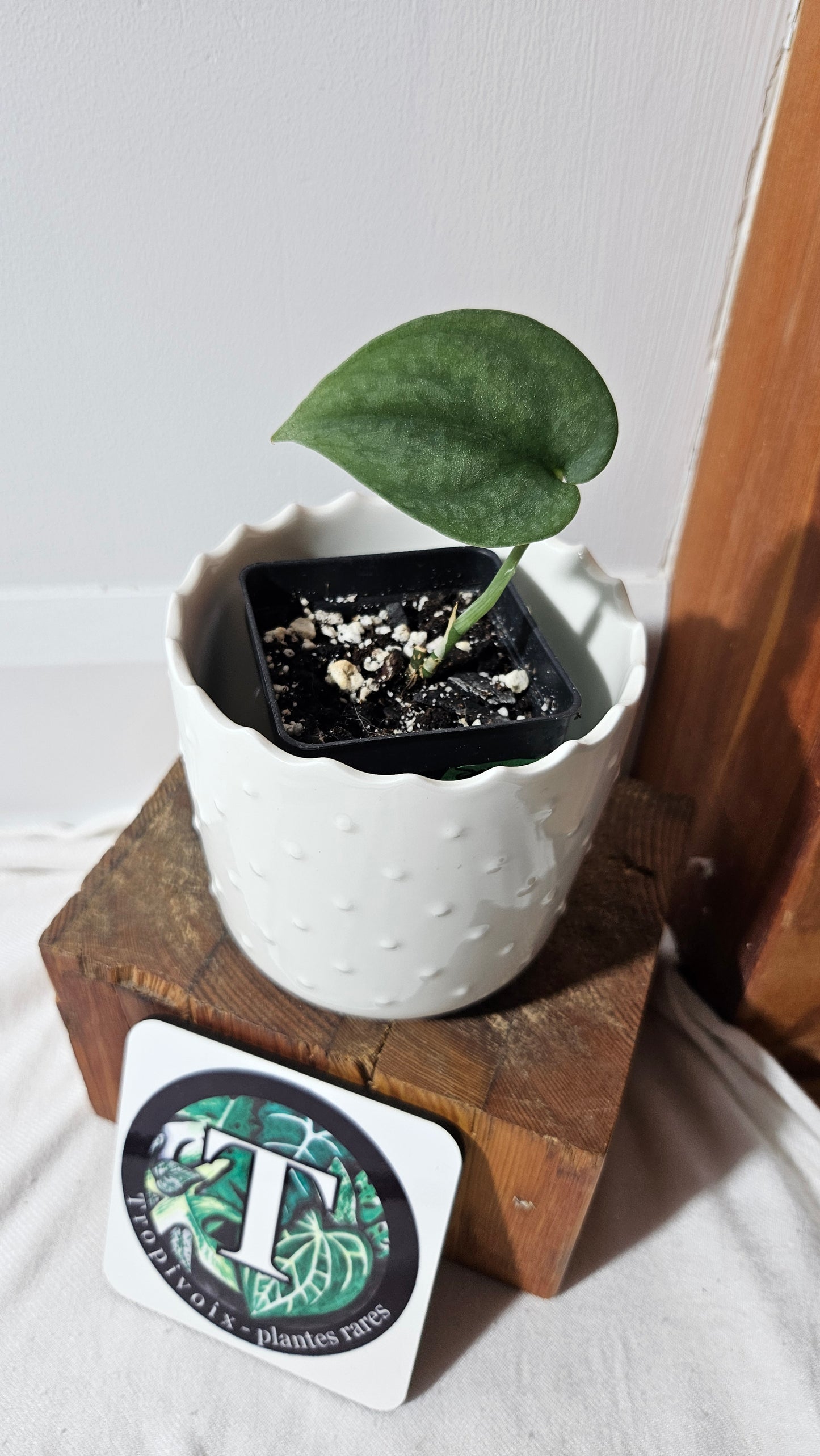 Scindapsus Dark Splash Bornéo (SCI-1037)