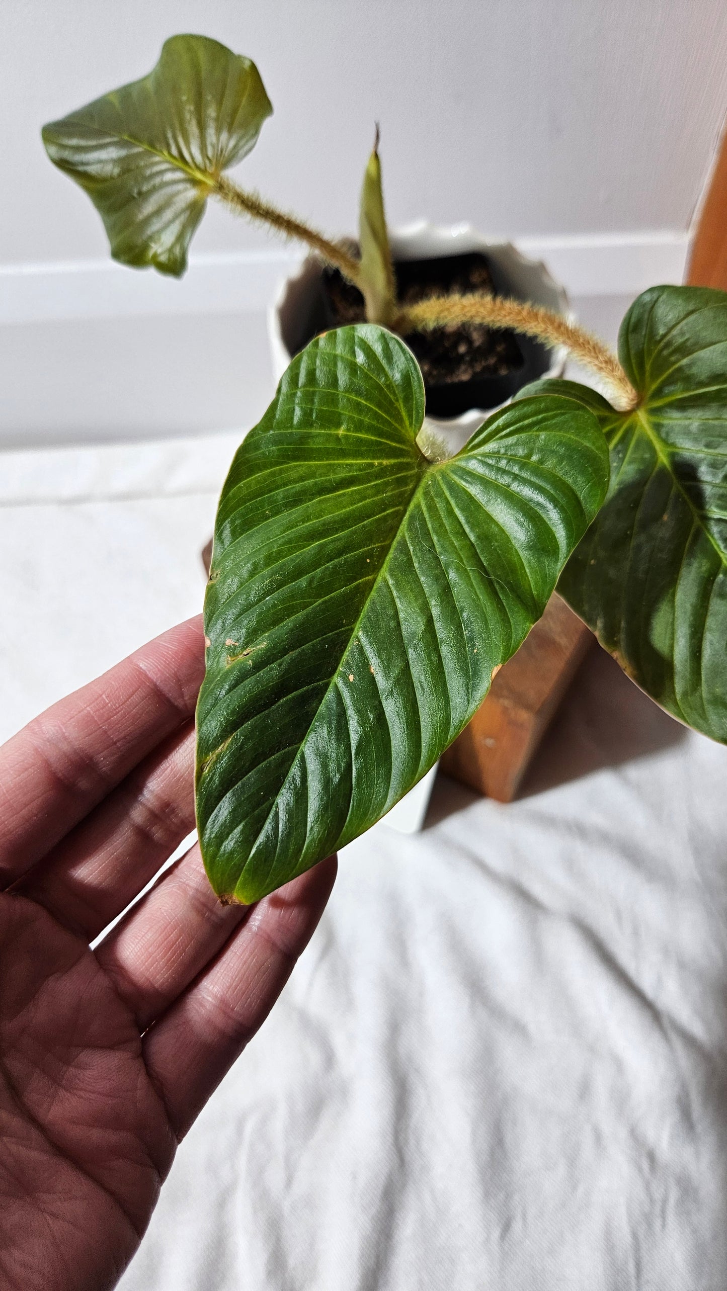 Philodendron Serpens (PHI-810)