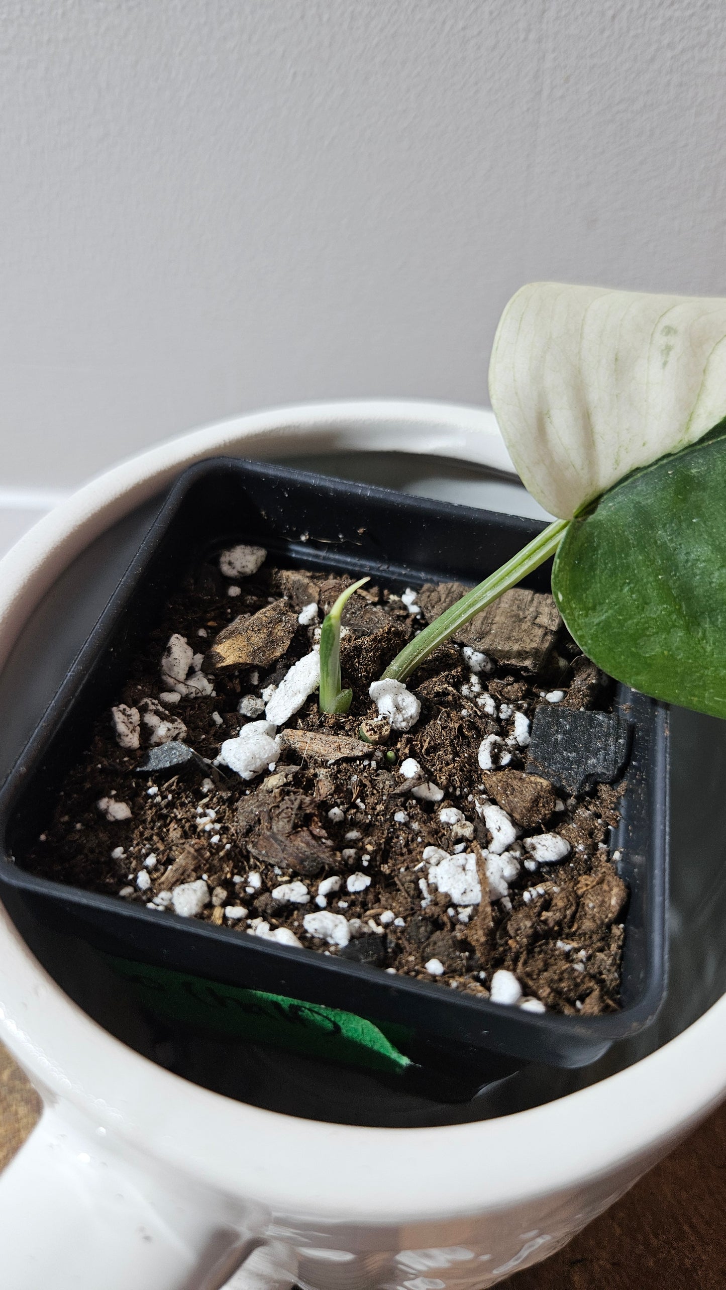 Scindapsus Dark Satin albo "half&half"(SCI-1244)
