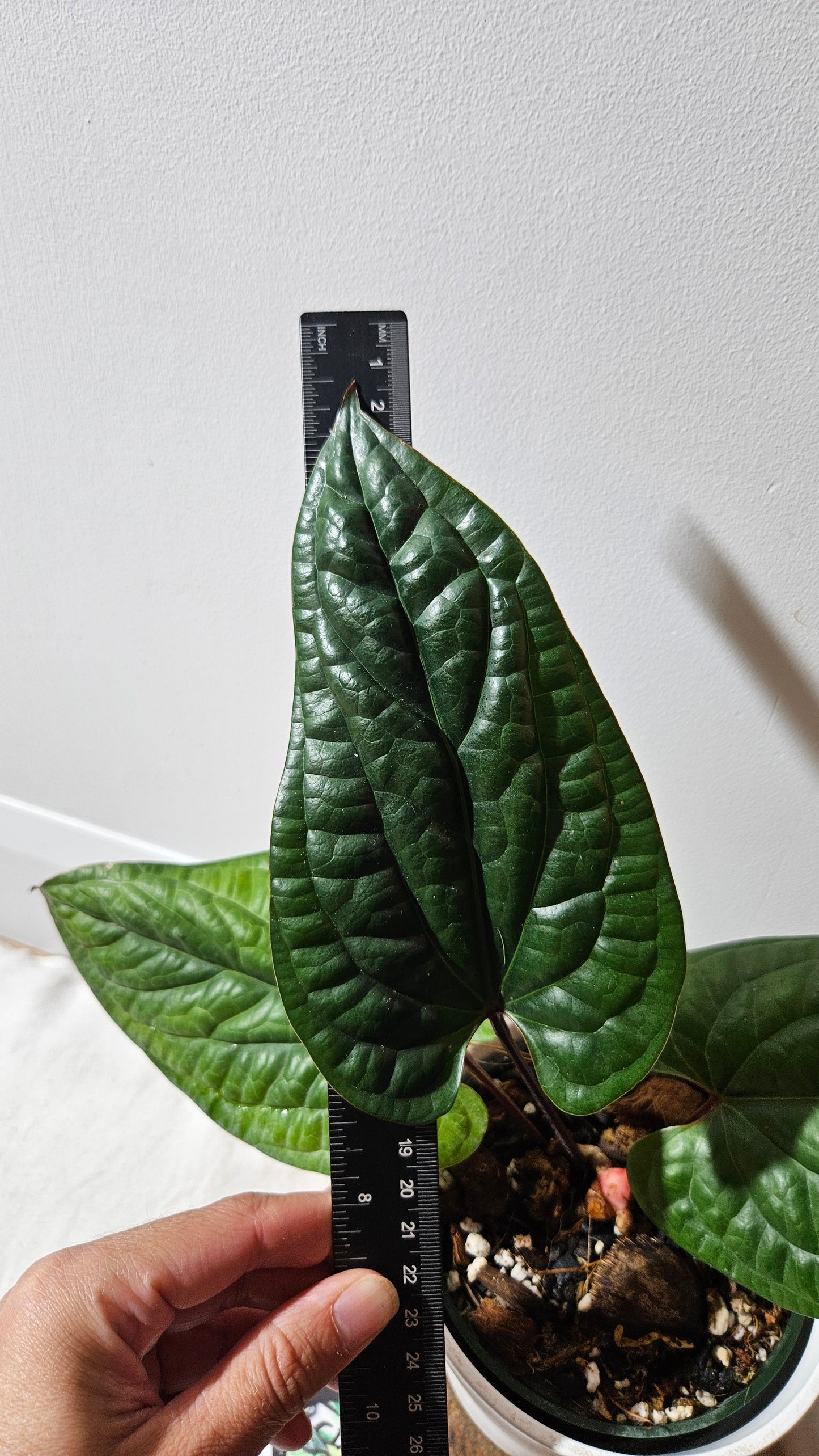 Anthurium Radican "format LARGE" (ANT-497)
