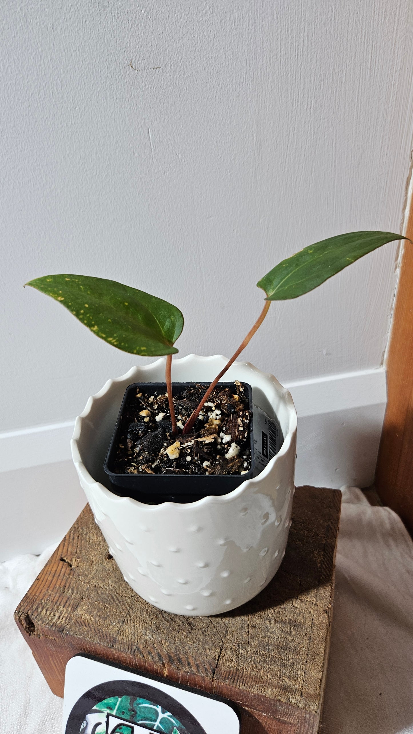 Anthurium Xone × Getafix "SMALL format" (ANT-319)
