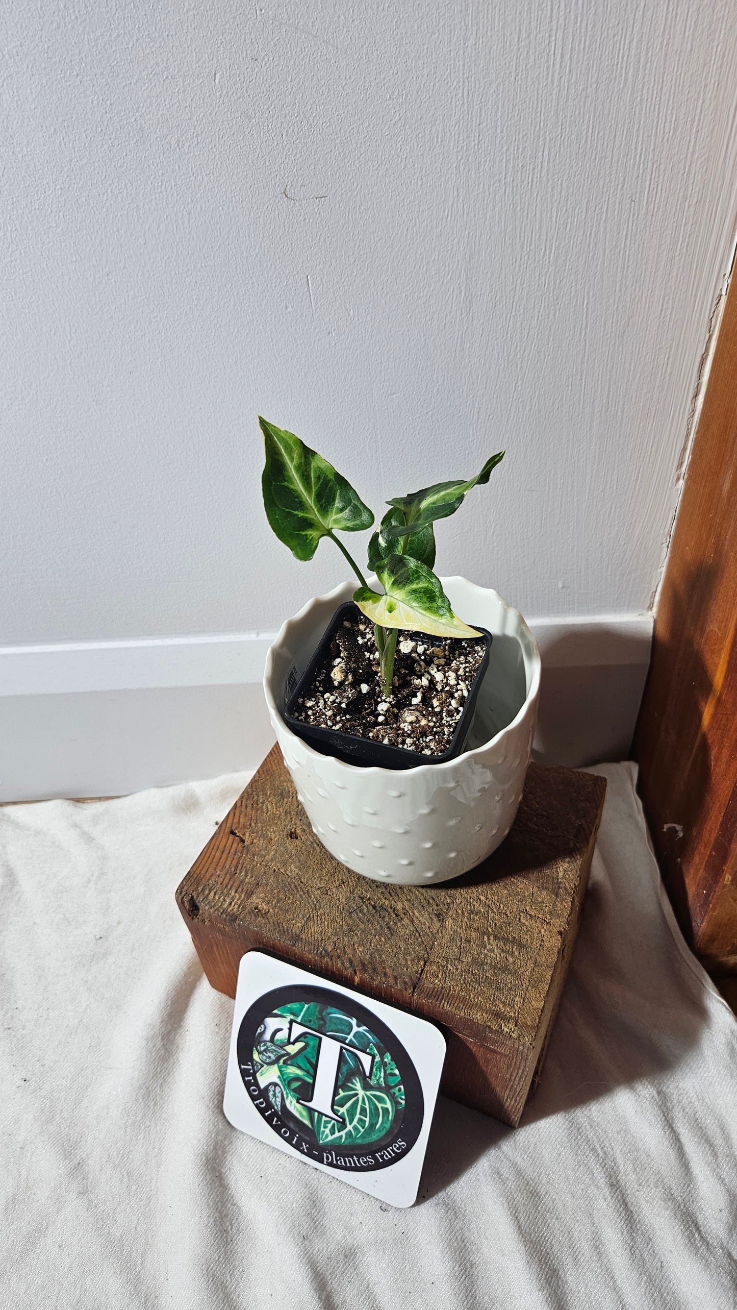 Syngonium T25 (SYN-404)