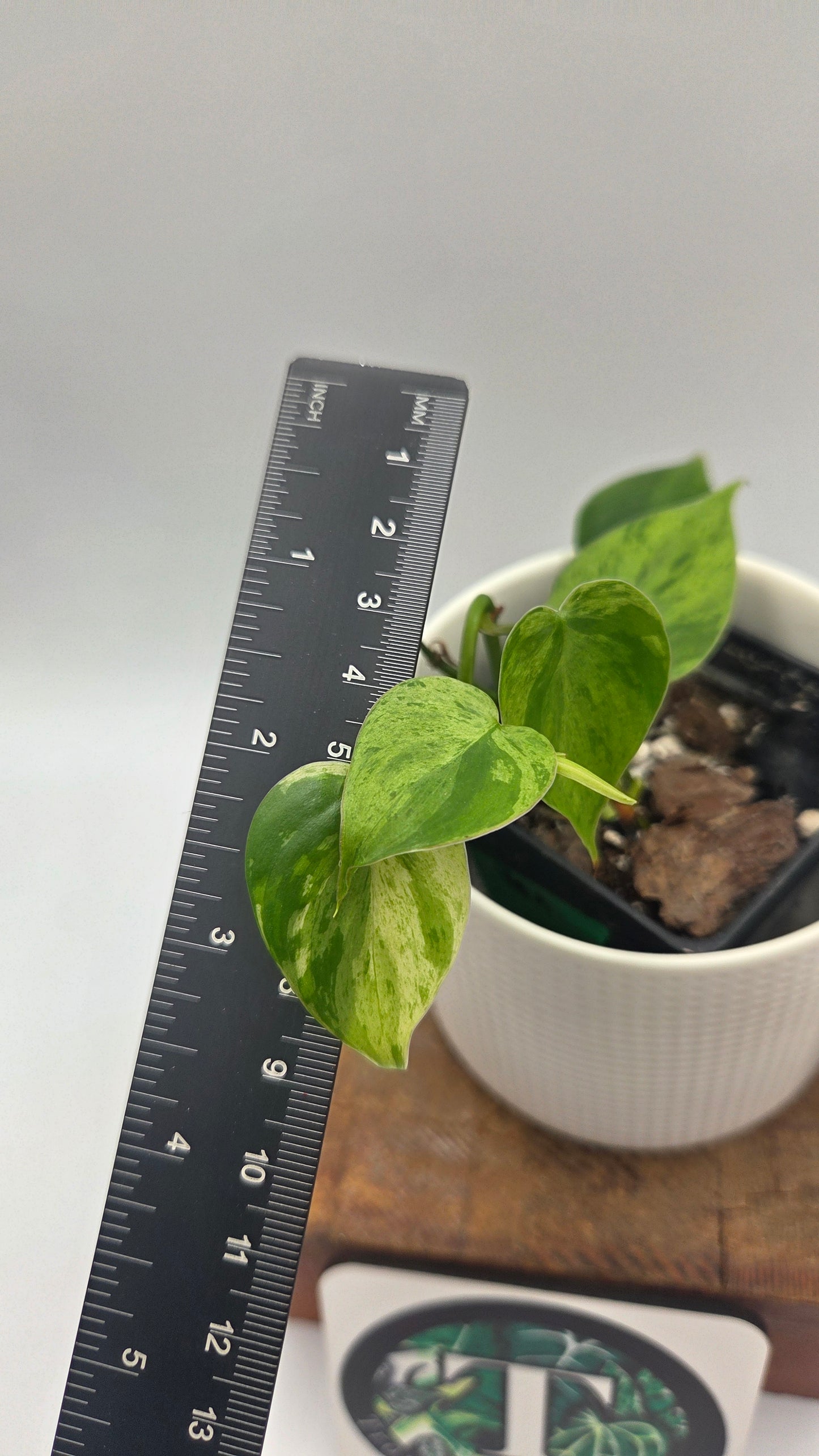 Philodendron Hederaceum Variegata (PHI-1065)