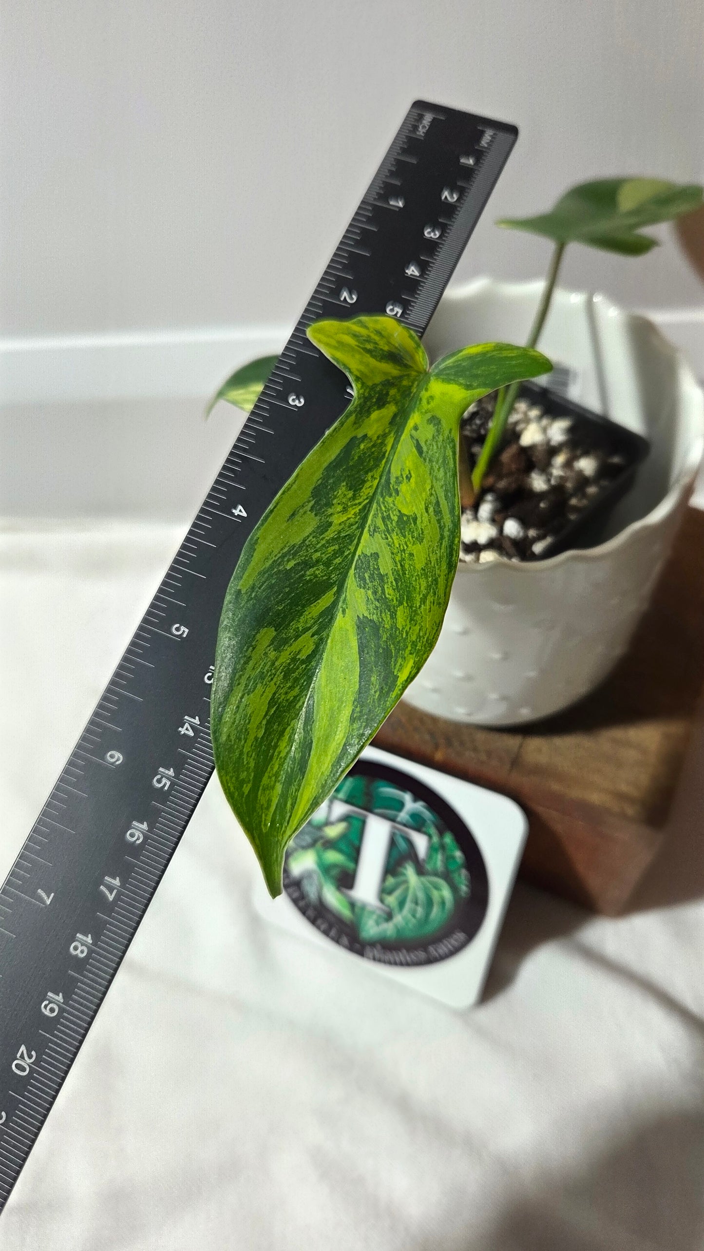 Philodendron Florida Beauty (PHI-963)