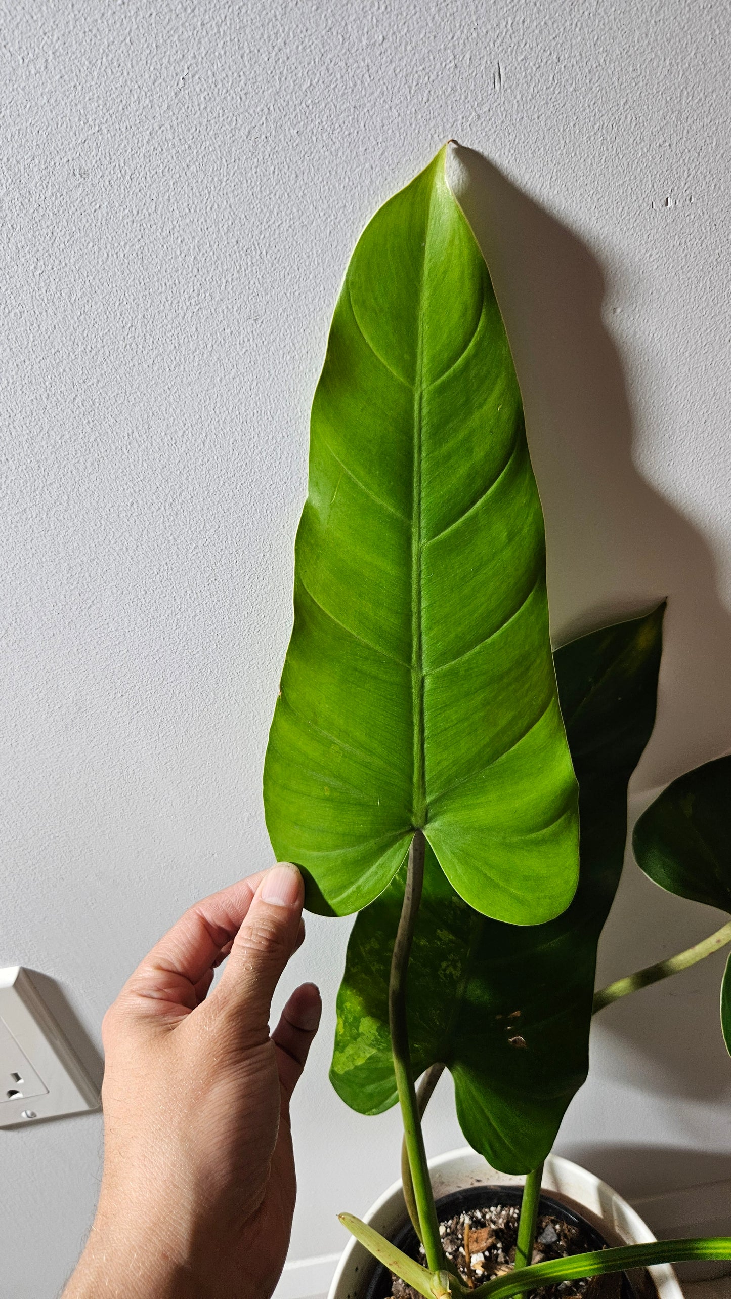 Philodendron whipple Way Variegata (PHI-896)