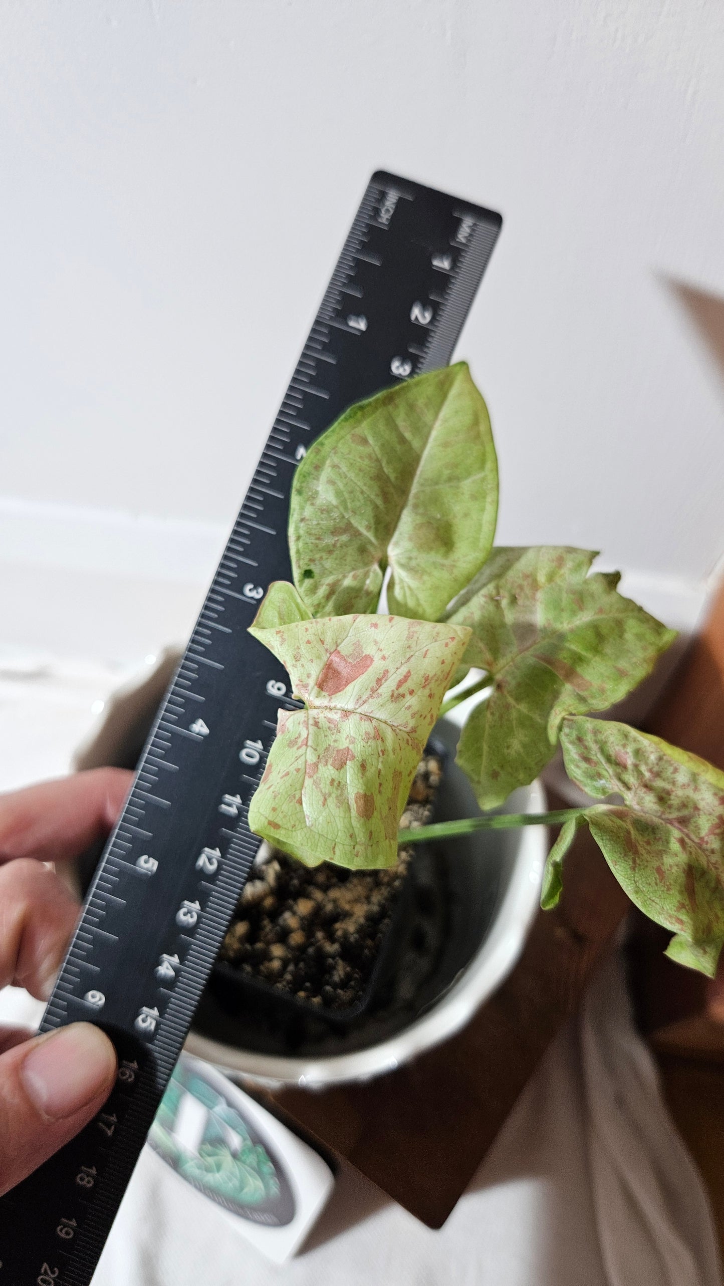 Syngonium Milk Confetti (SYN-454)