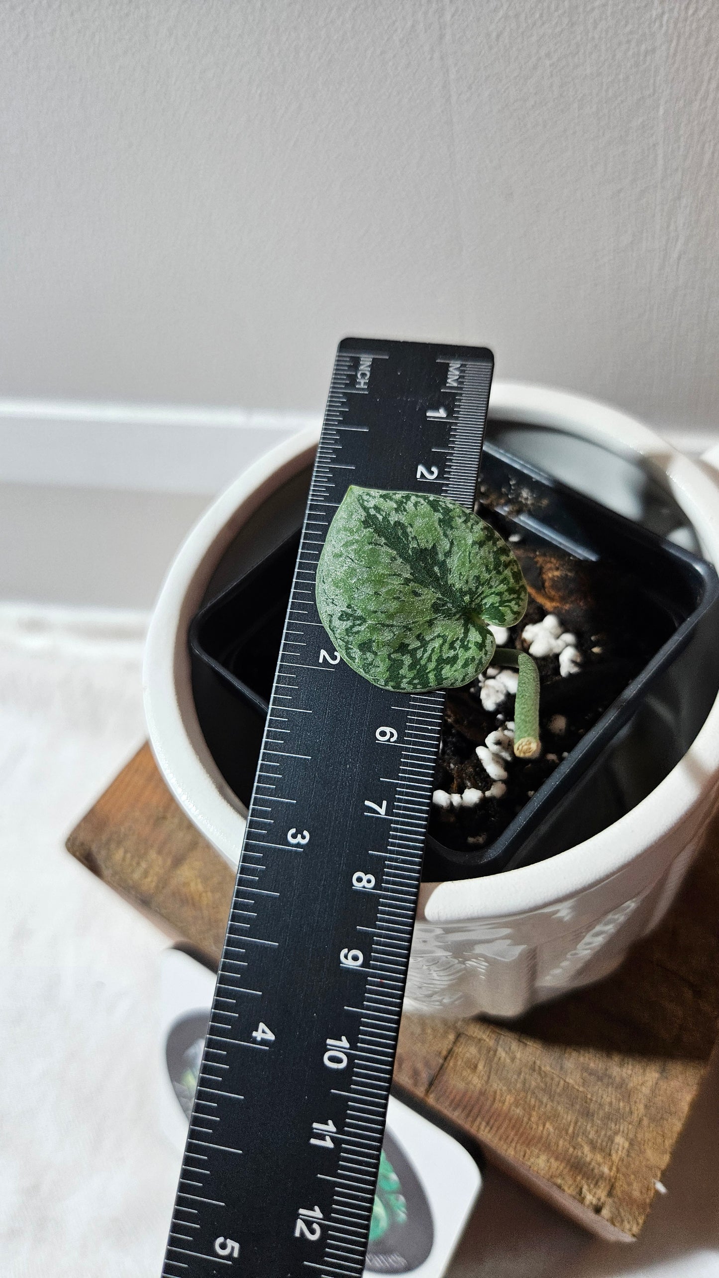 Scindapsus Tricolore silver Platinum (SCI-1119)
