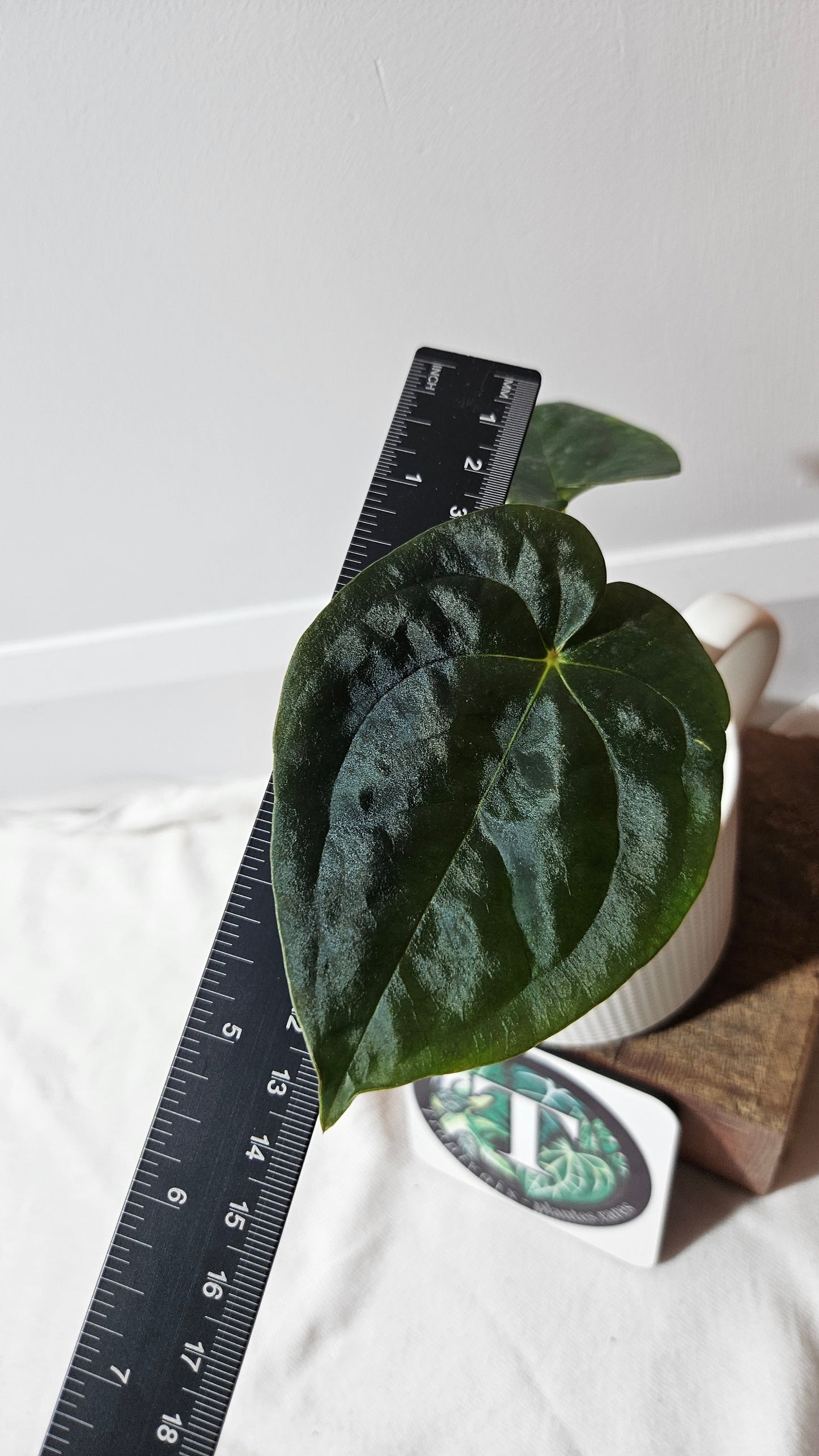Anthurium Blue Papillilaminum "format PETIT" (ANT-630)