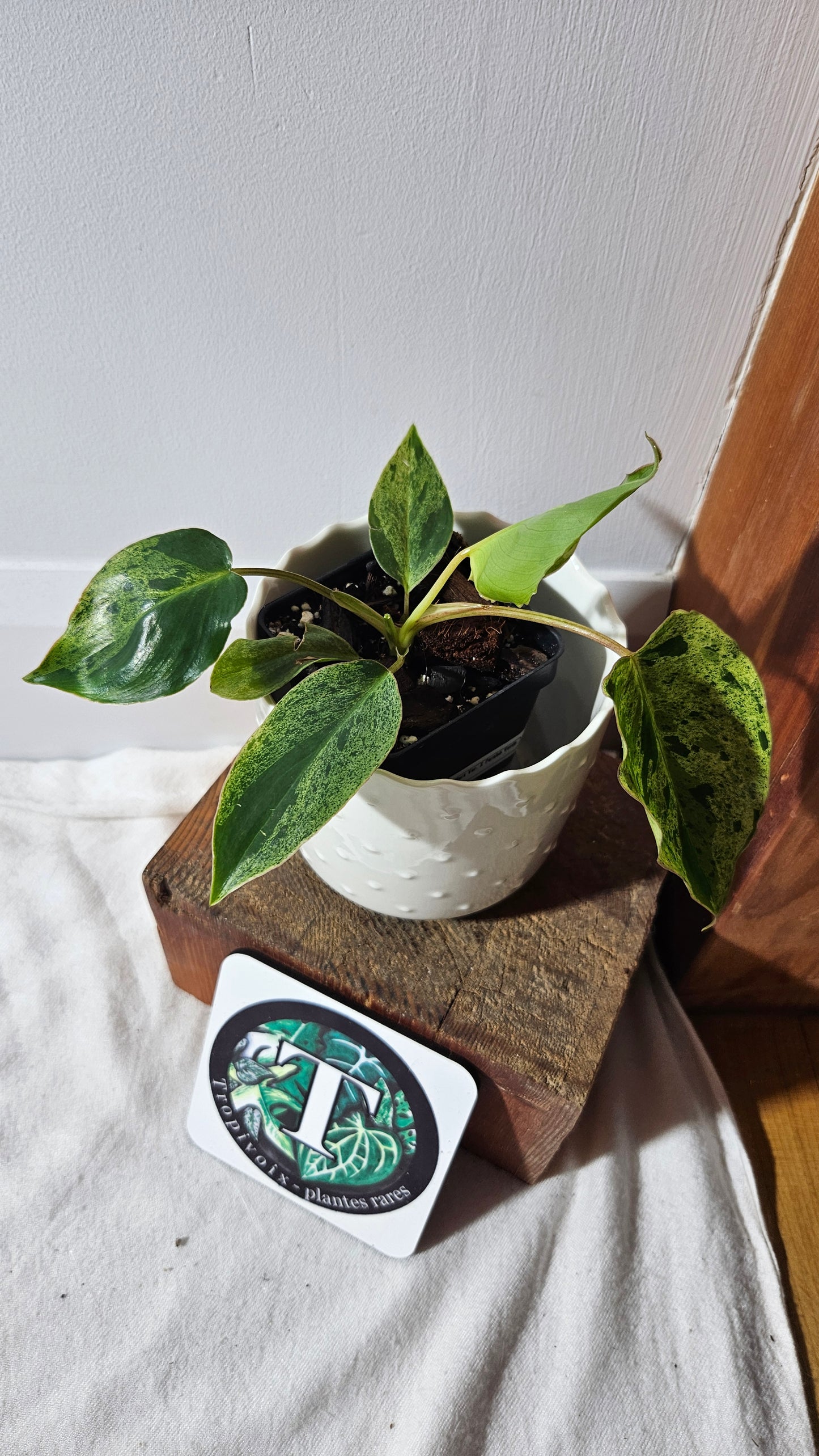 Philodendron BurleMarx Variegata X Paraiso Verde (PHI-790)