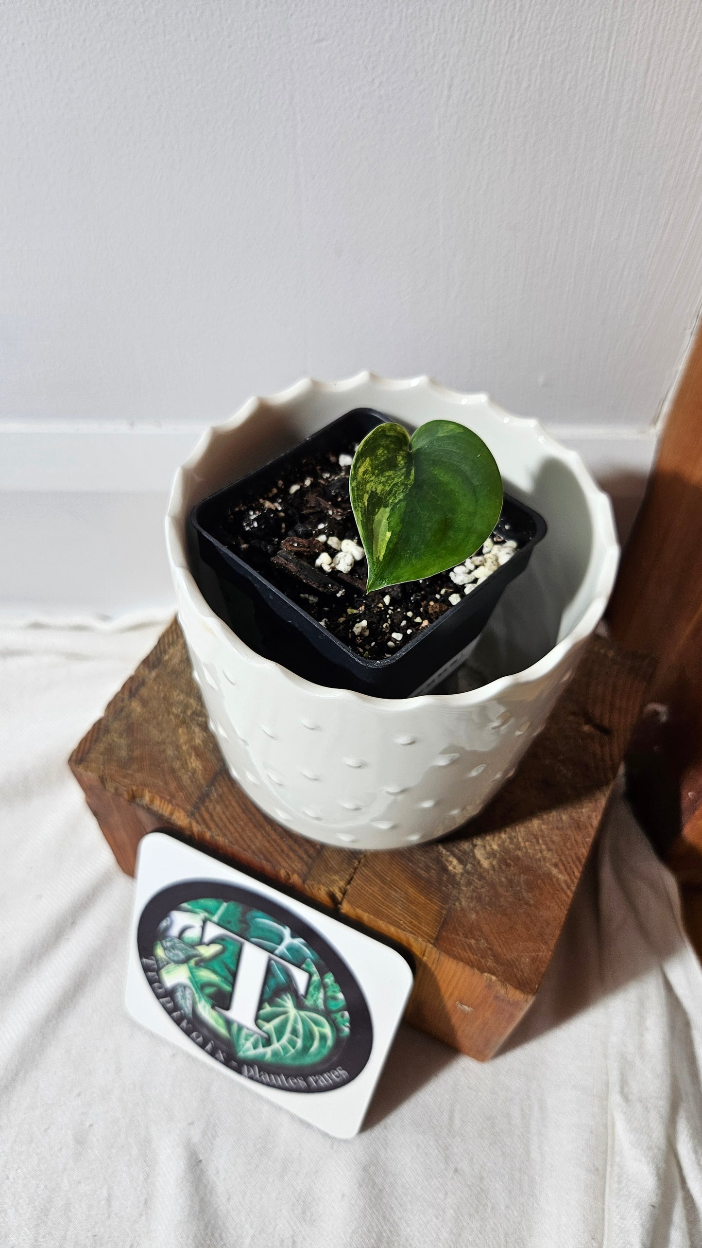 Scindapsus Jade Satin Albo (SCI-1045)