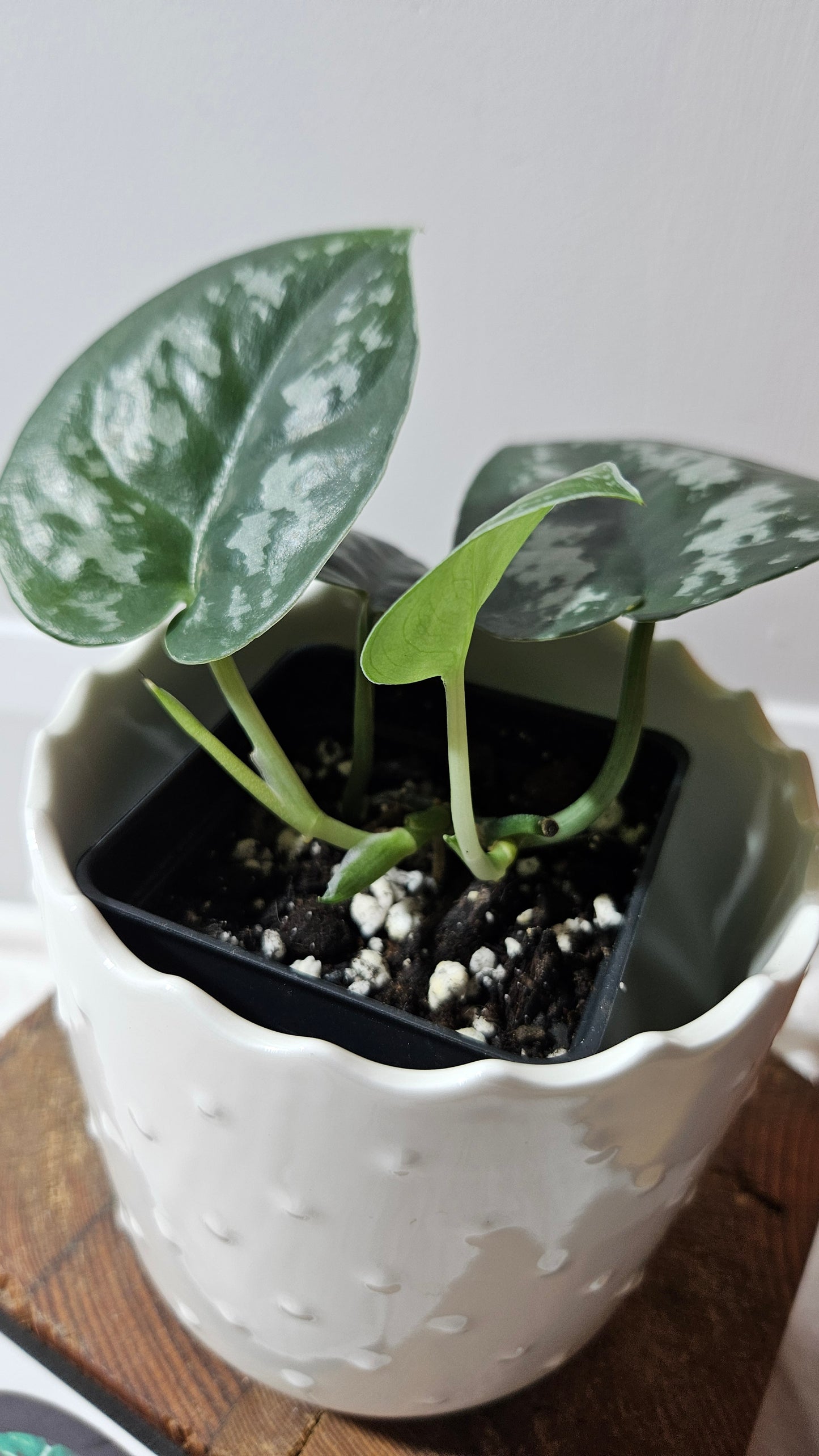 Scindapsus Black Exotica (SCI-1337)